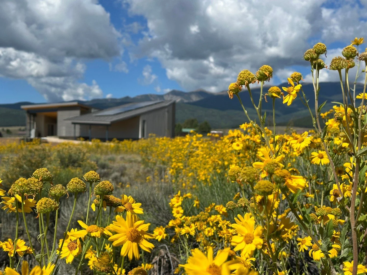The new Comfort Station at Eagle Nest Lake State park may be nearing completion, but the wildflowers are definitely stealing the show!
.
.
.
#FormativeArchitecture #EagleNestLakeStatePark #Bloom #Wildflowers
