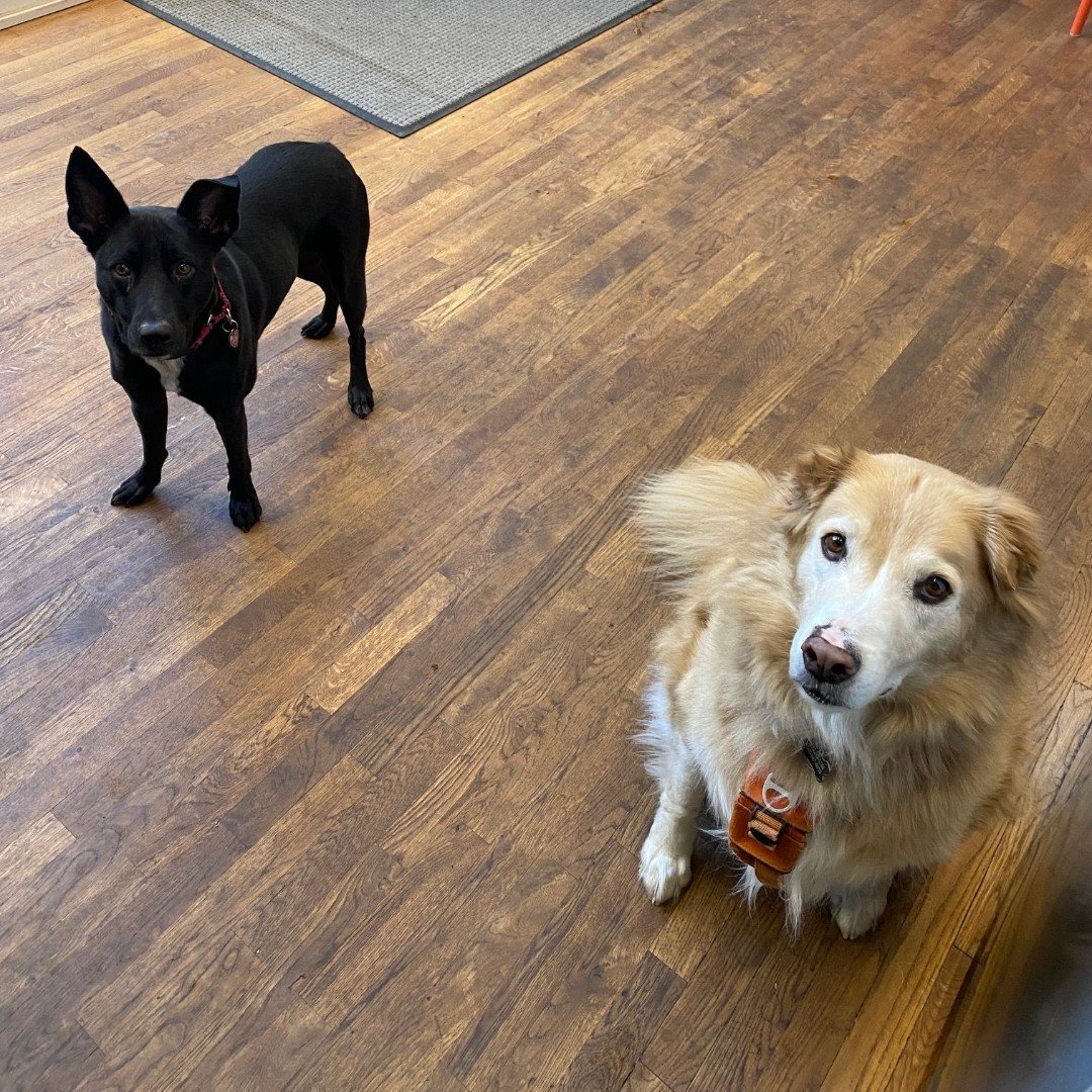 Some days the best part of the office isn't a fun meeting or finishing a deadline, it's being greeted by these two. Leo and Todd make every workday a little better.
.
.
.
#FormativeArchitecure #OfficeDogs