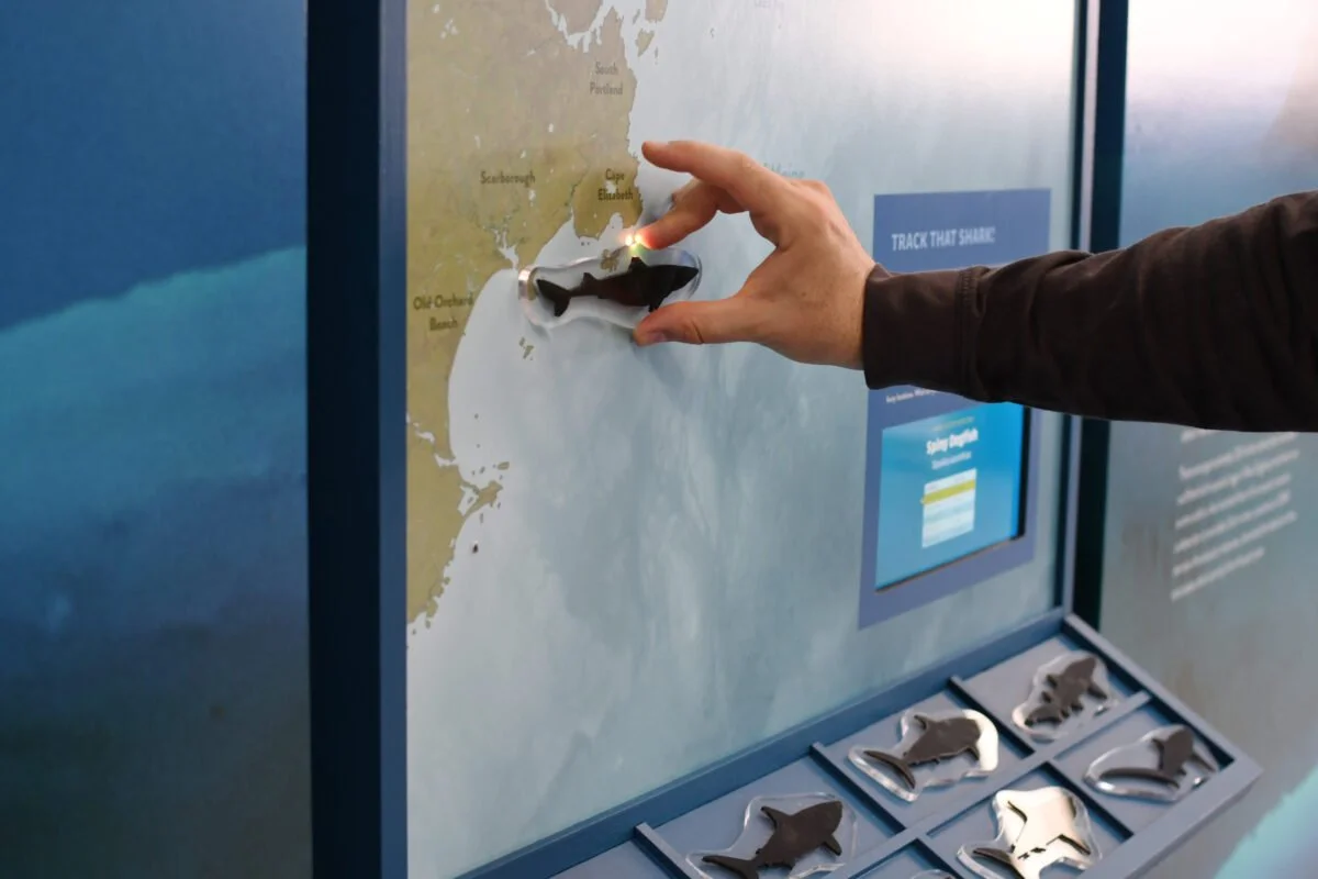 Shark Tracking