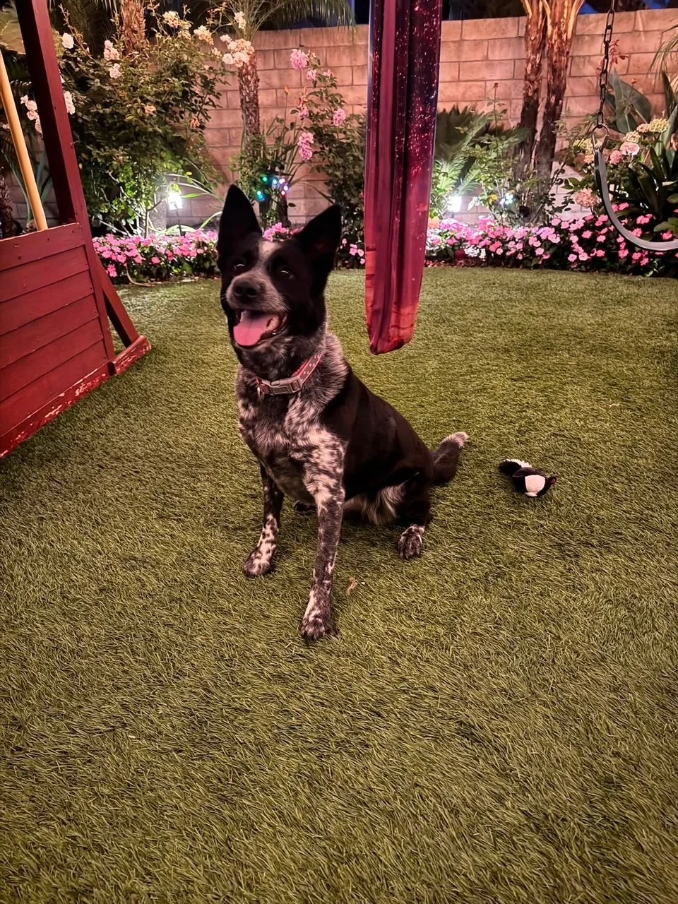 Pepper