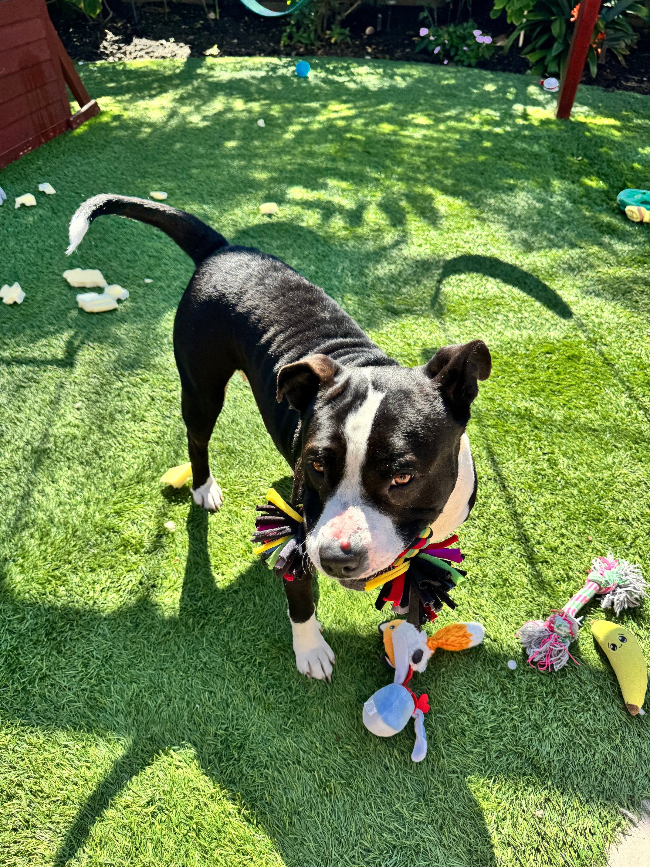 Gracie is so playful & full of joy!!