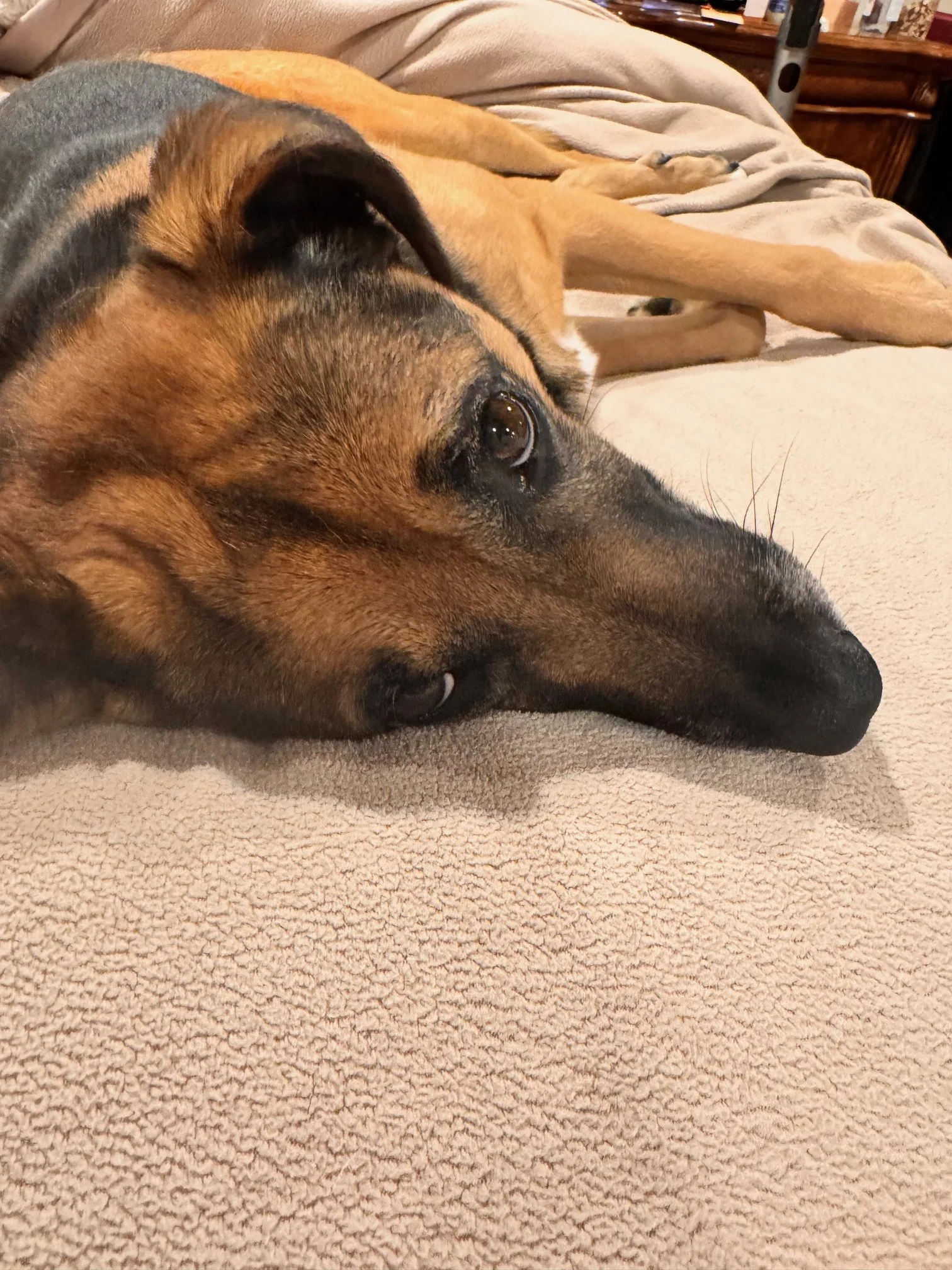 Hickory is looking for a family.