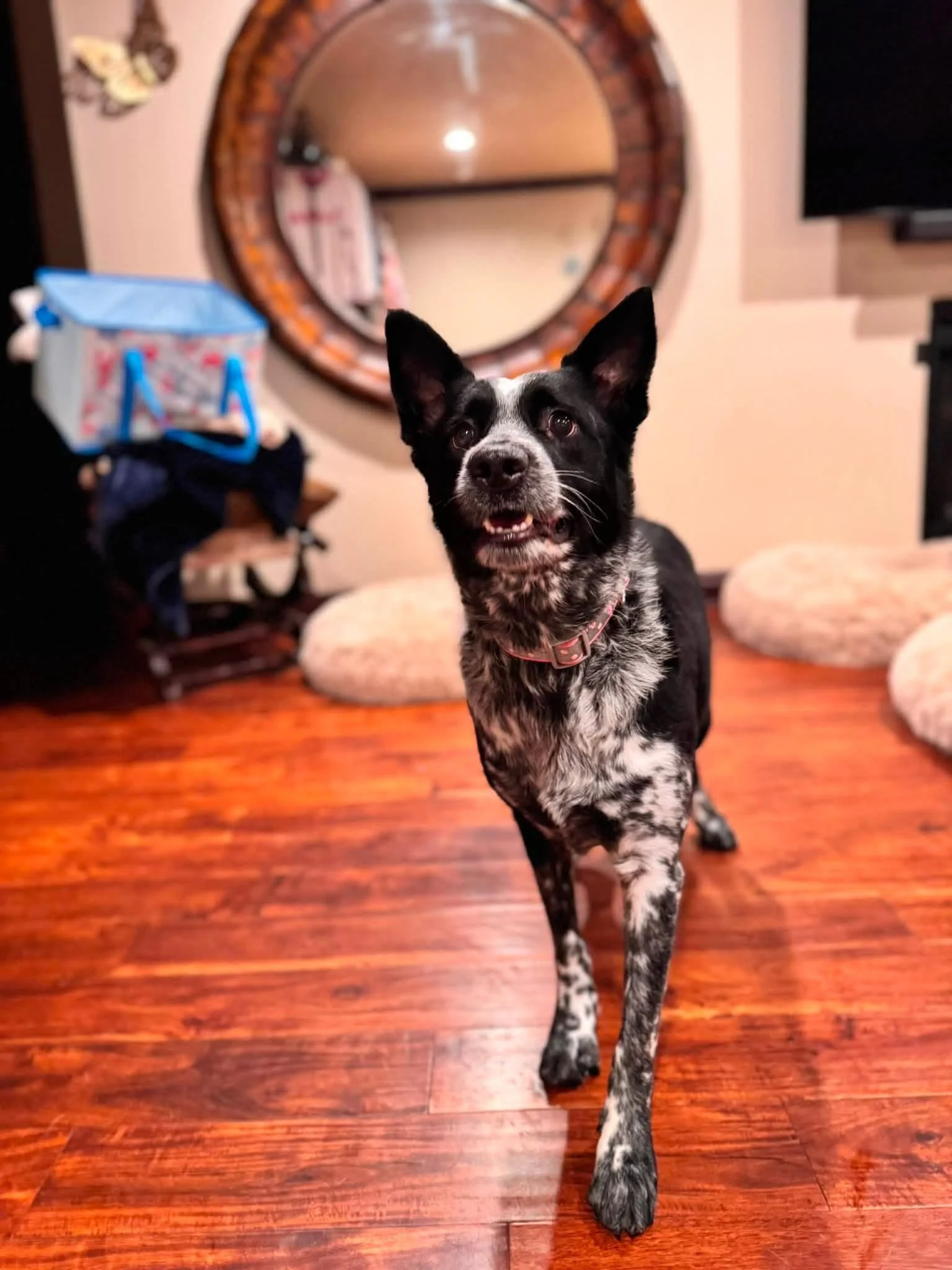 Pretty Pepper