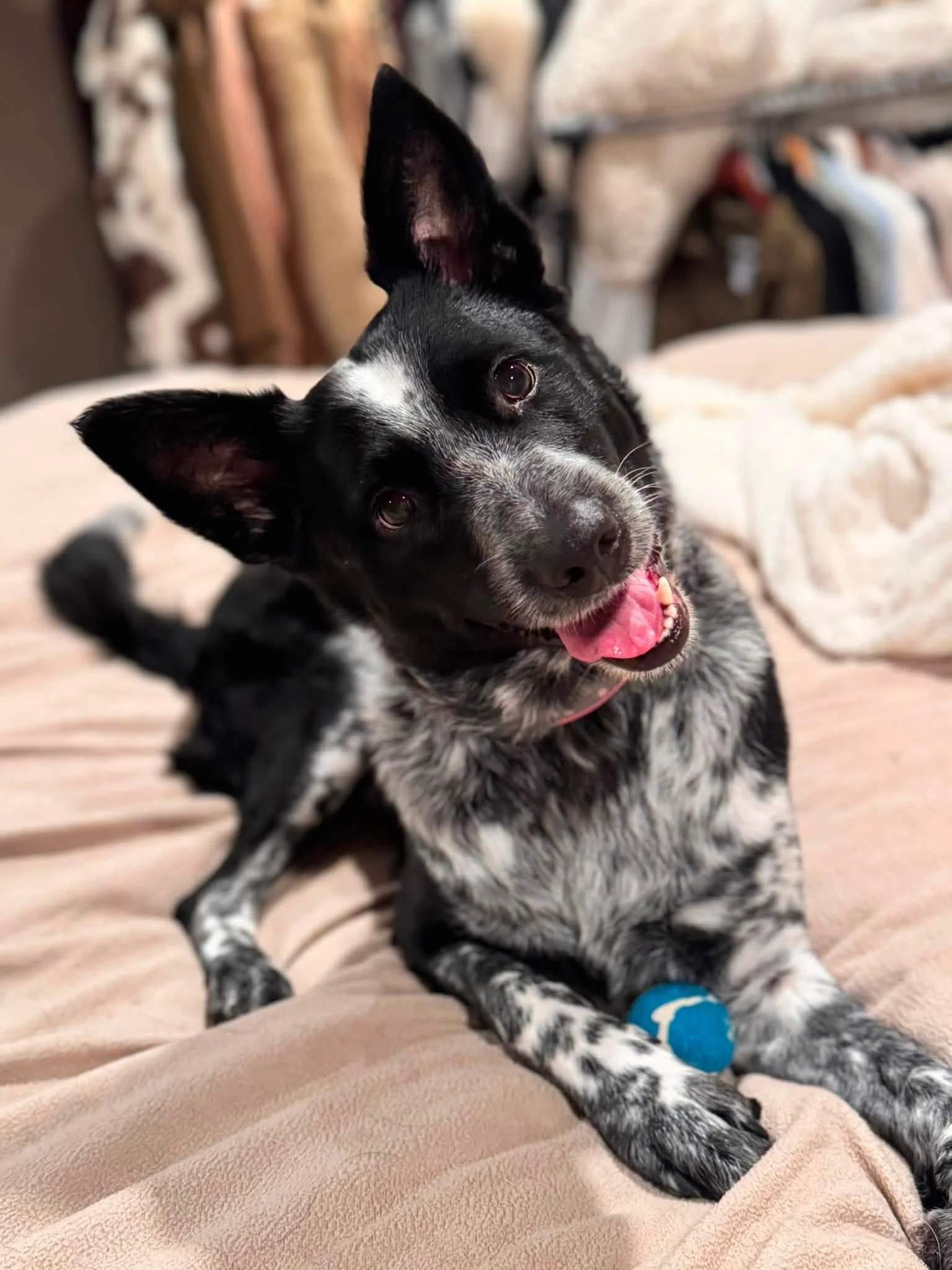 Meet Pepper!  Pepper is a sweet girl who came from an unfortunate situation. Pepper is shy and scared and will need someone with alot of time to help her adjust. If interested in pepper please call WynDee so she can go over her special needs.