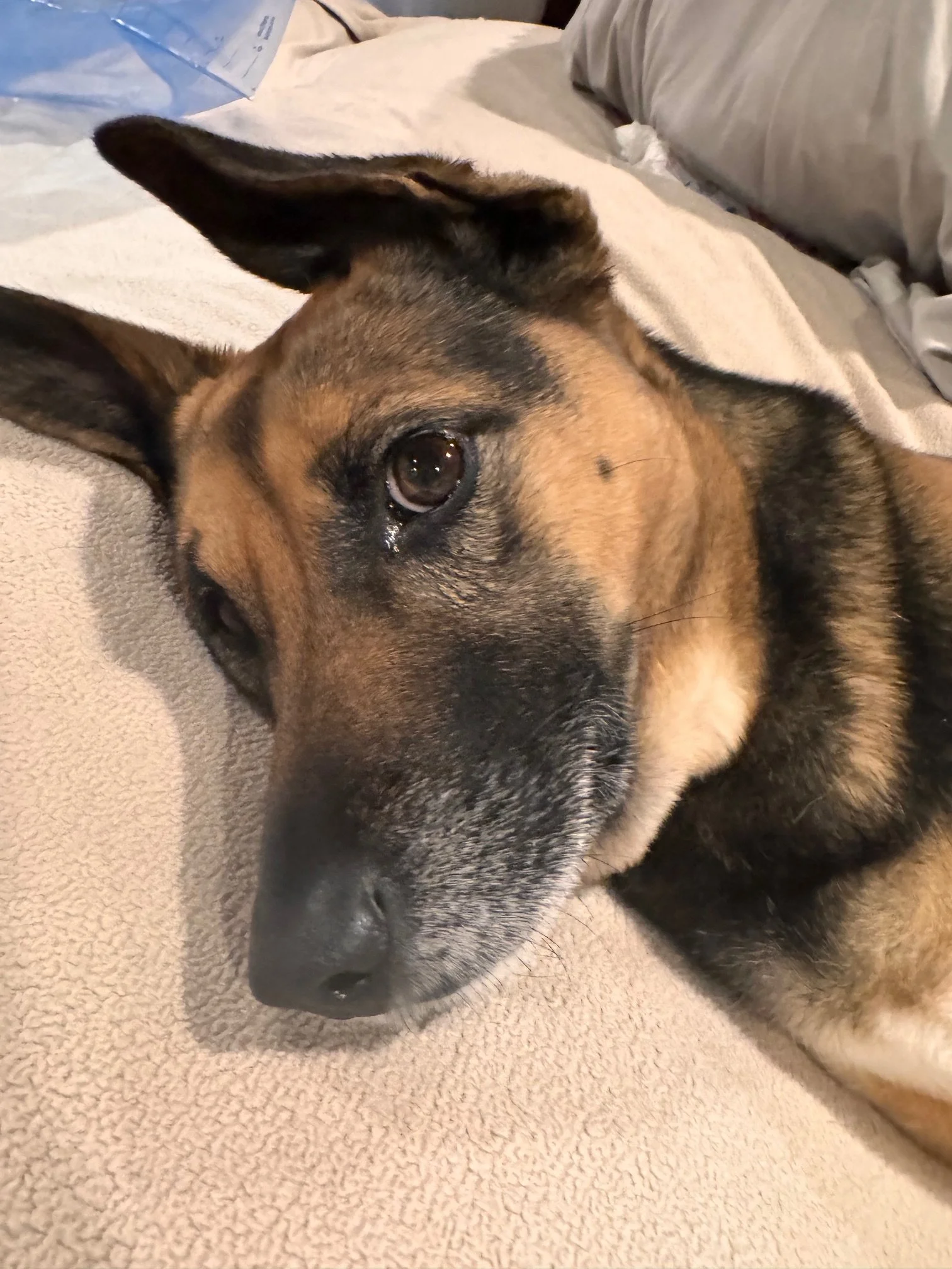 Meet Hickory!! Our sweet medium sized Shepard/unknown mix. About 35lbs loves to go on walks, loves whip cream is a good family guard dog, like other dogs and people when properly introduced. He is a love bug!!