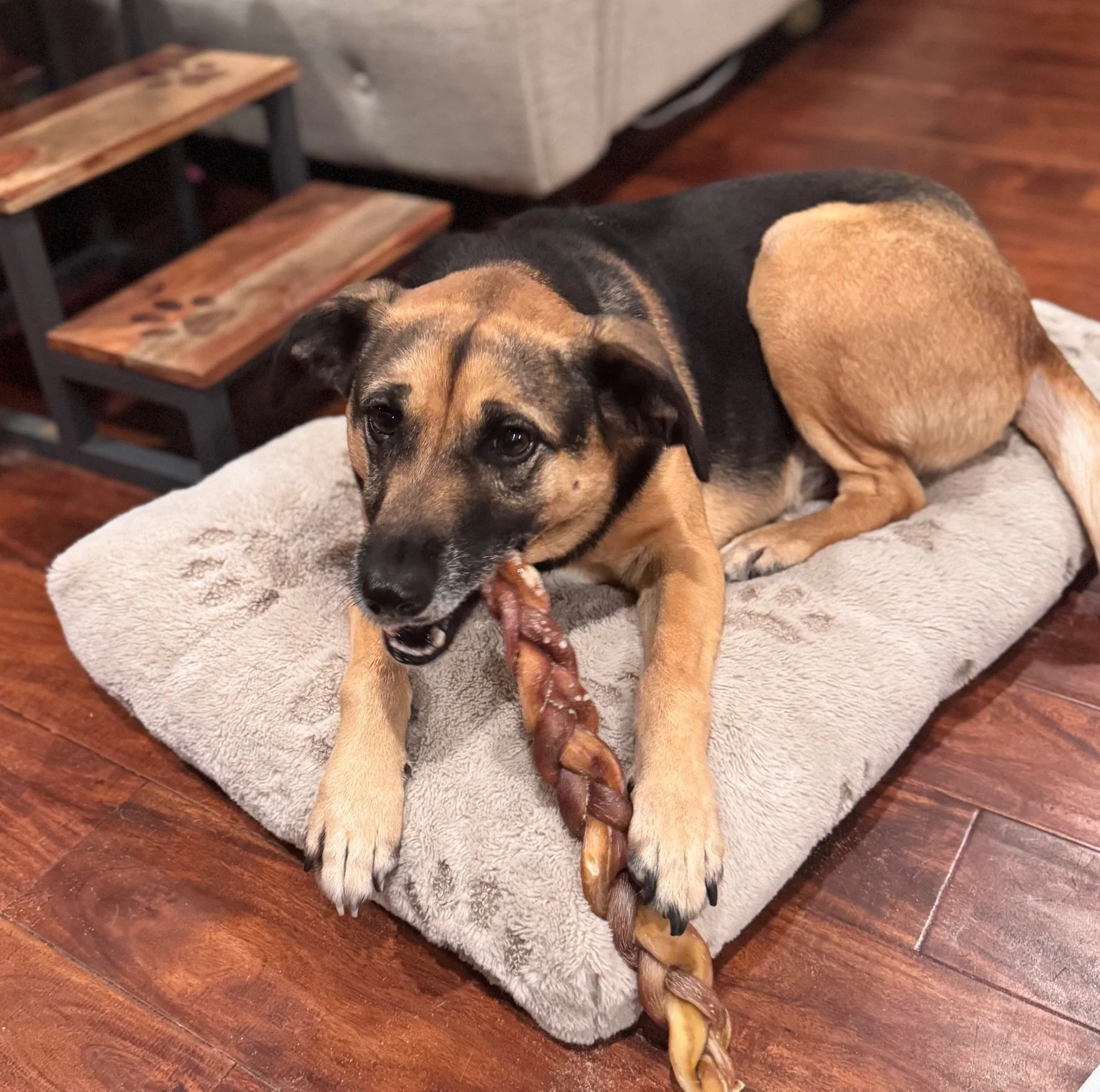 Hickory always looks concerned