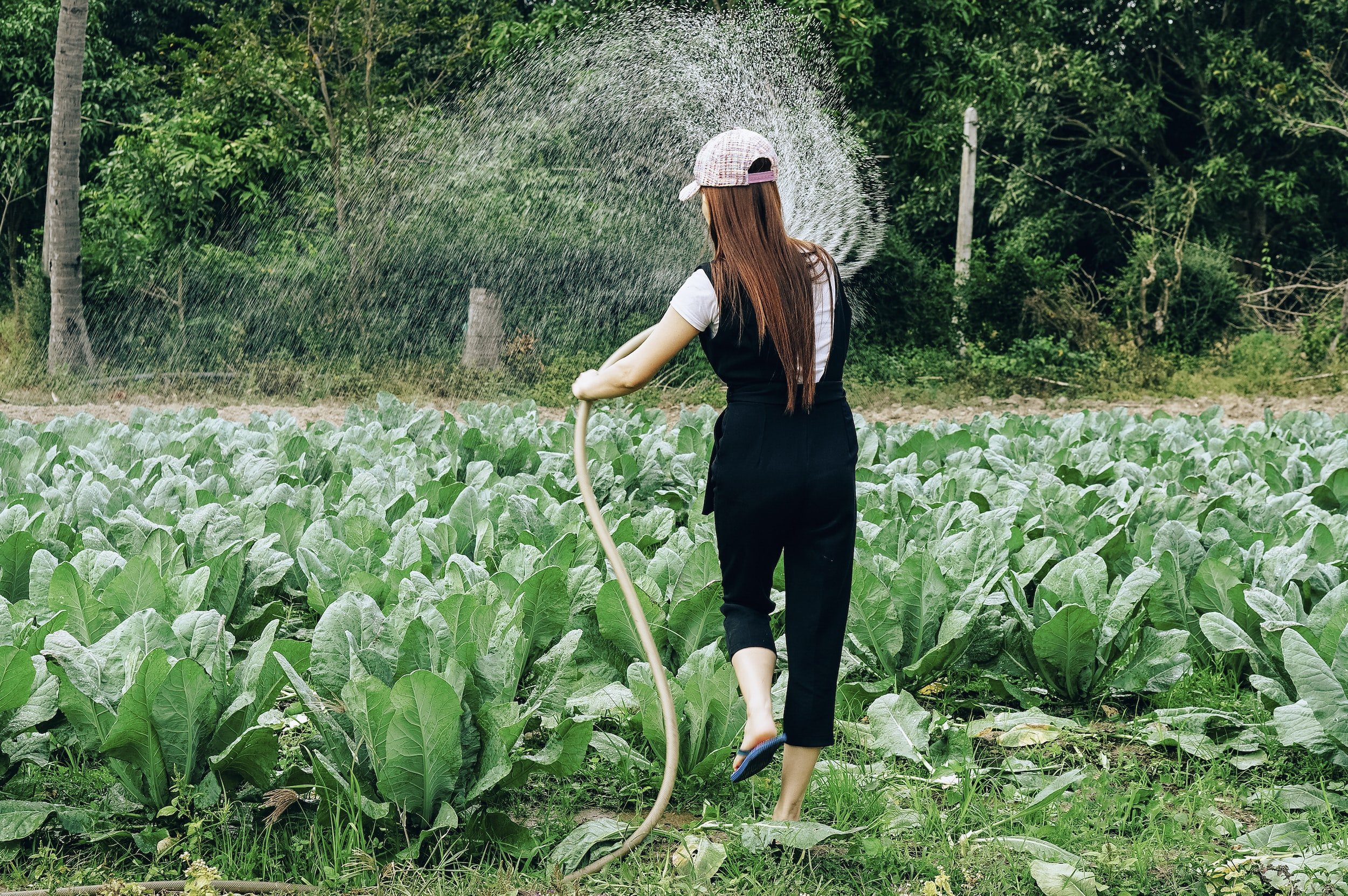 A woman watering a vegetable garden with a garden hose, surrounded by green leafy plants and trees.