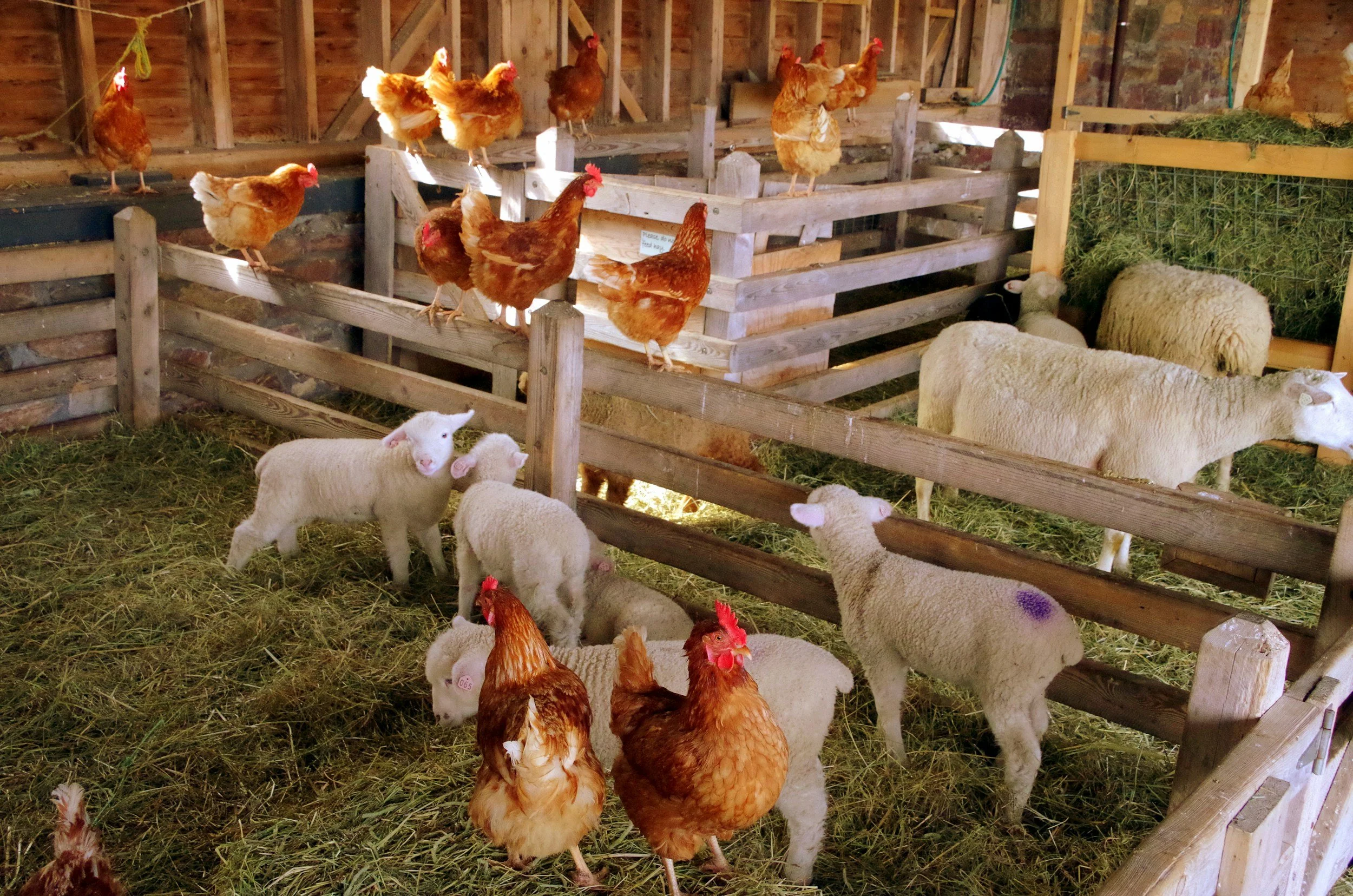 Inside a chicken coop with several chickens and sheep on straw-covered ground, surrounded by wooden fencing and hay.