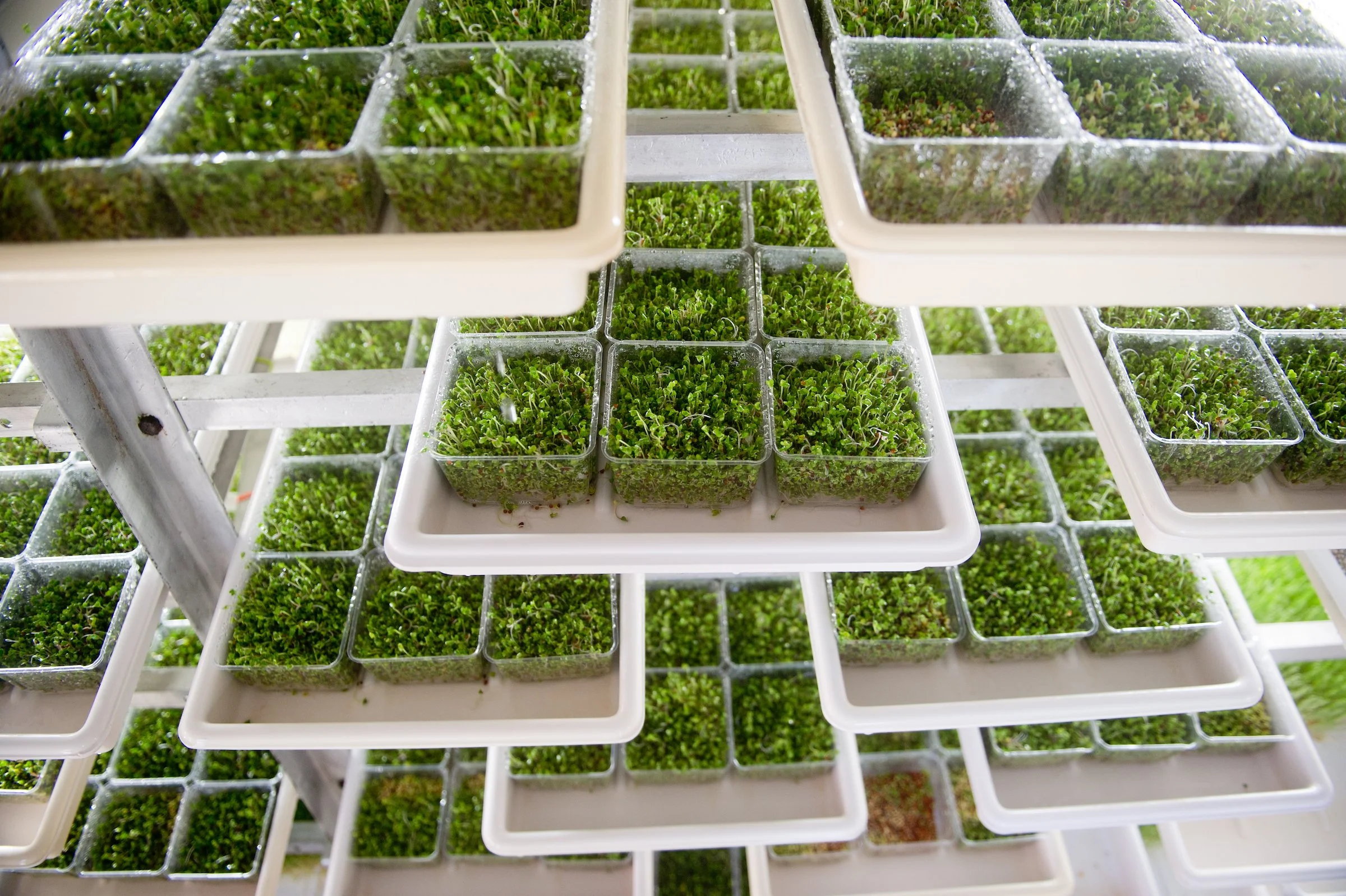 Multiple white trays and containers filled with green microgreens or sprouts, on a multi-tiered metal or plastic shelving unit.