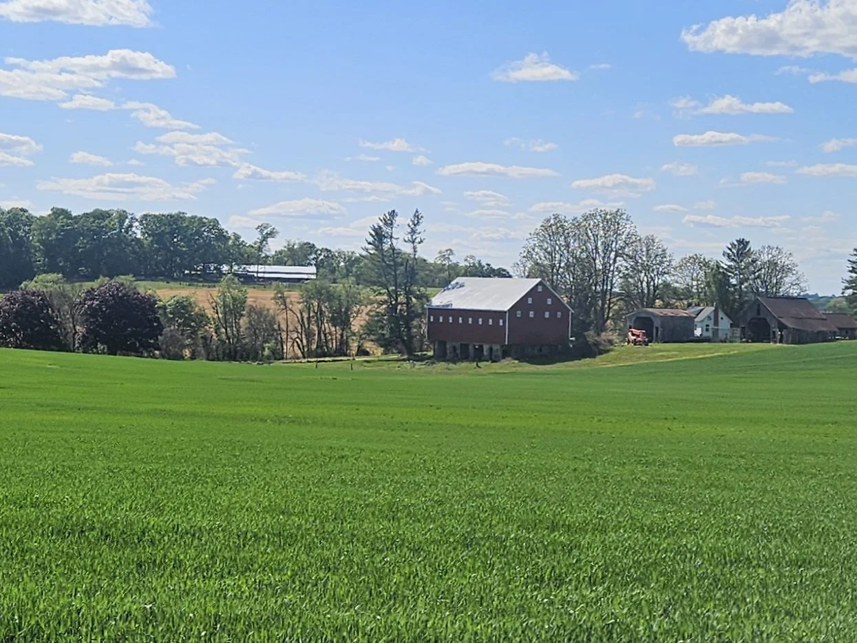 Green cover crop with red barn