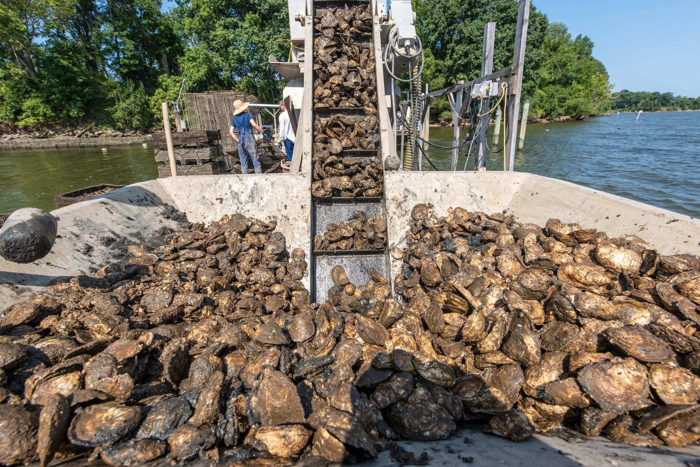 Conveyor belt with oysters into large box