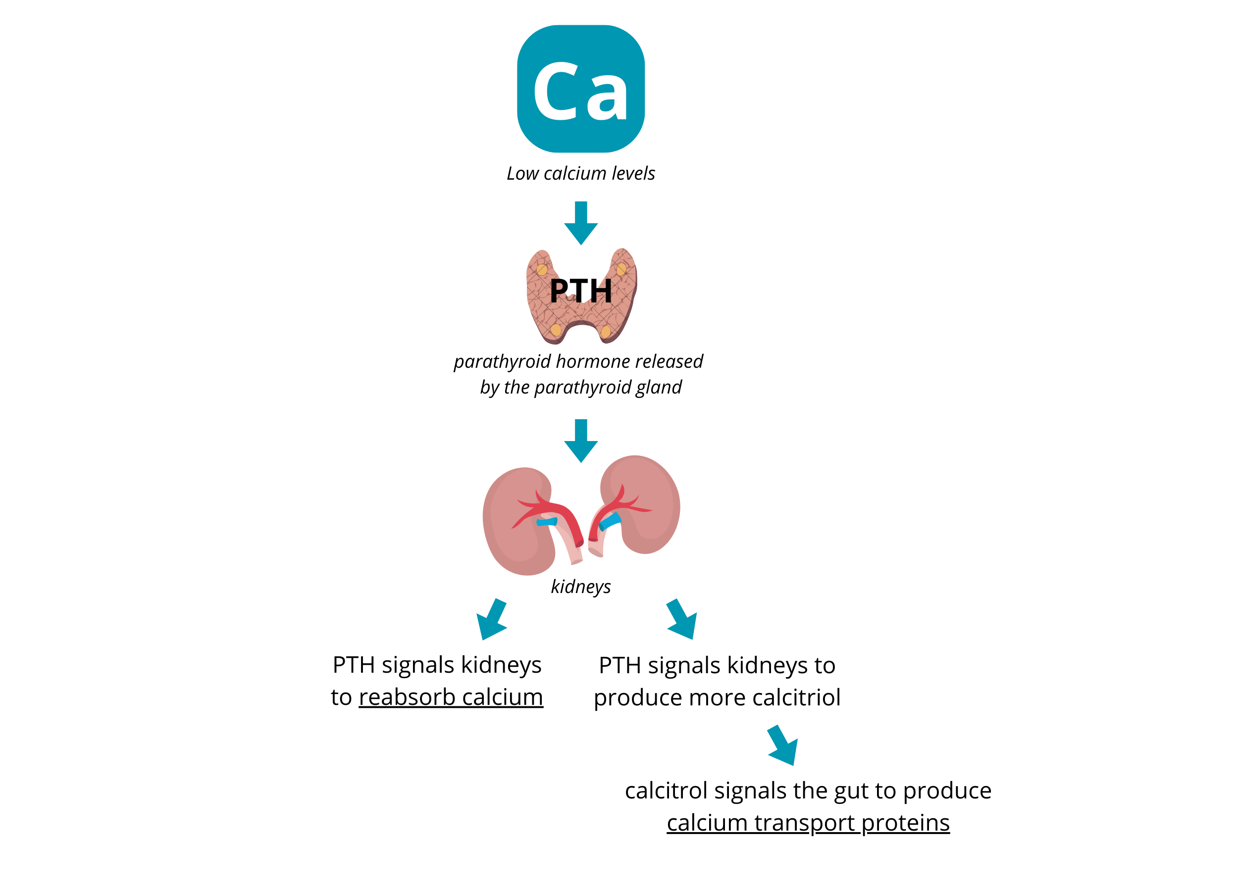 Calcium Effect RENAL ROTATION: Understanding Calcium Imbalances — The Aspiring Dietitian