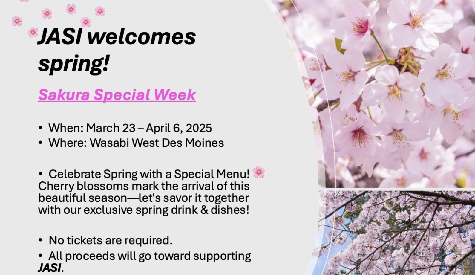Sakura Special Week at Wasabi