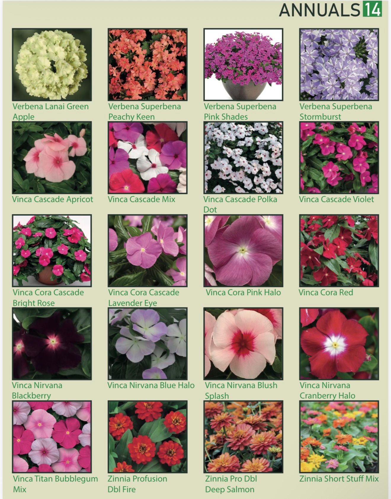 A catalog page titled "Annuals 14" displaying various flowering plants with images and their respective names, including Verbena Lanai Green Apple, Verbena Superbena Peachy Keen, Verbena Superbena Pink Shades, Verbena Superbena Stormburst, Vinca Casc