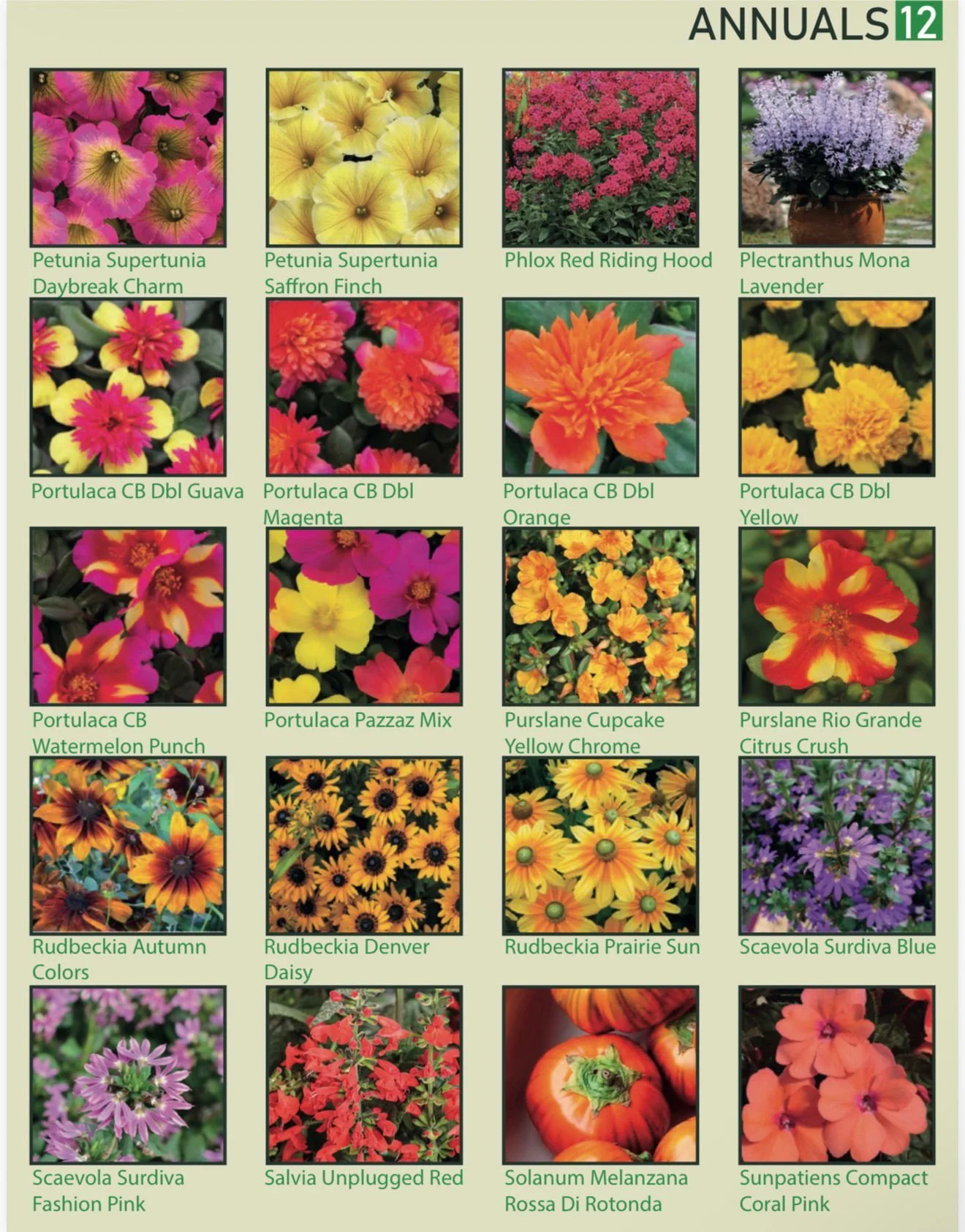 A catalog page showcasing various annual flowers, including Petunia Supertunia Daybreak Charm, Saffron Finch, Phlox Red Riding Hood, Plectranthus Mona Lavender, Portulaca CB Dbl Guava, Magenta, Orange, Yellow, Watermelon Punch, Pazzaz Mix, Purslane C