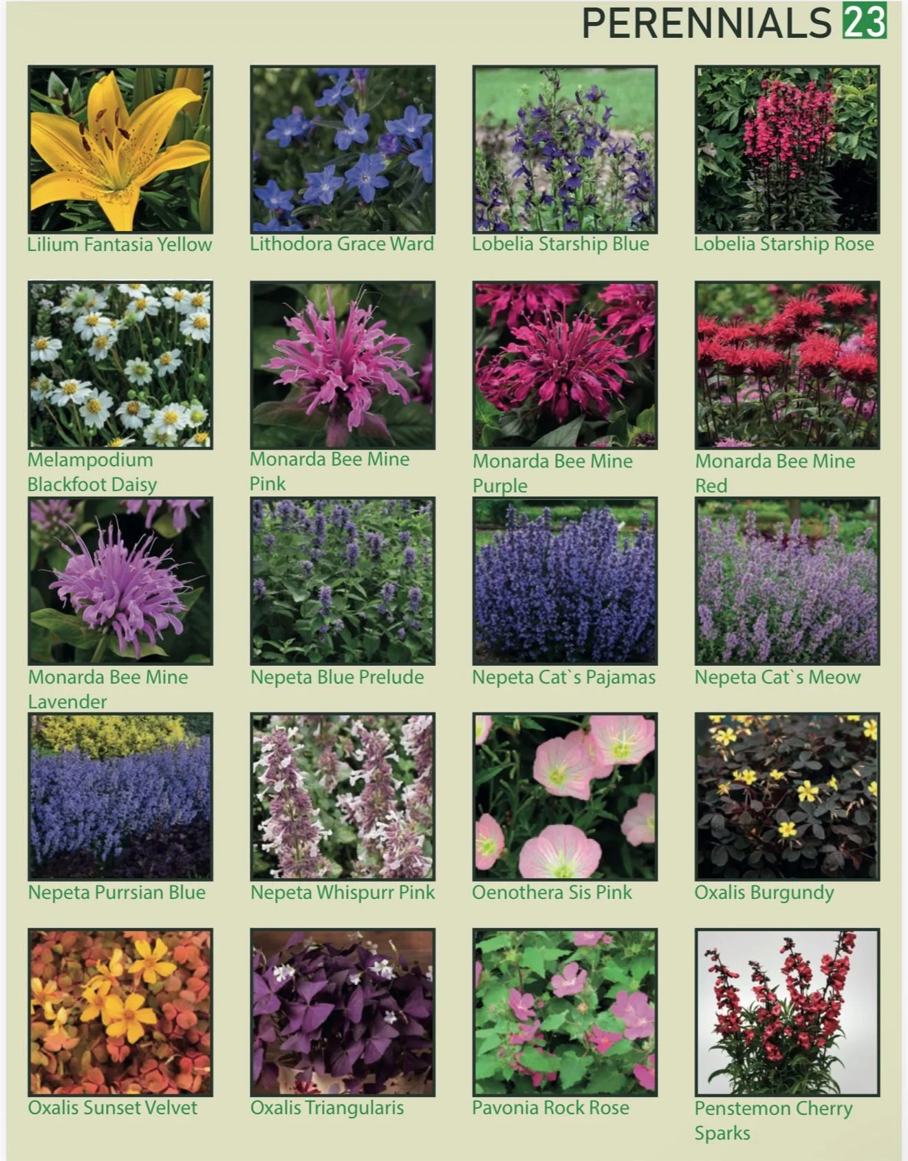 A collection of perennial flowers, including a yellow lily, blue lobelia, pink lobelia, white daisy, pink monarda bee mine, purple monarda bee mine, red monarda bee mine, lavender monarda bee mine, purple nepeta, purple nepeta cat's pajamas, purple n