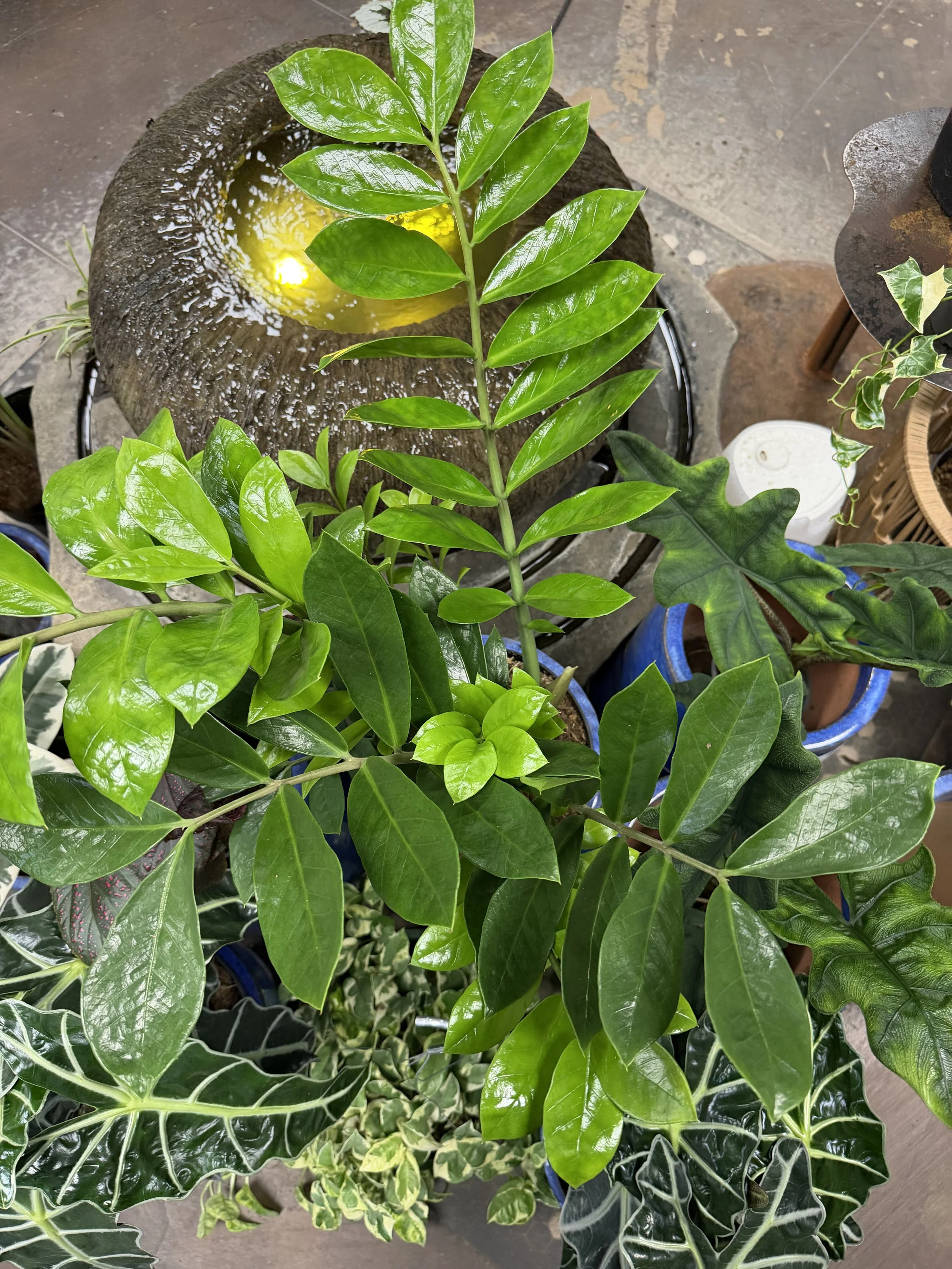 Various green indoor plants in pots, including a prominent leafy plant with glossy, elongated leaves at the center.