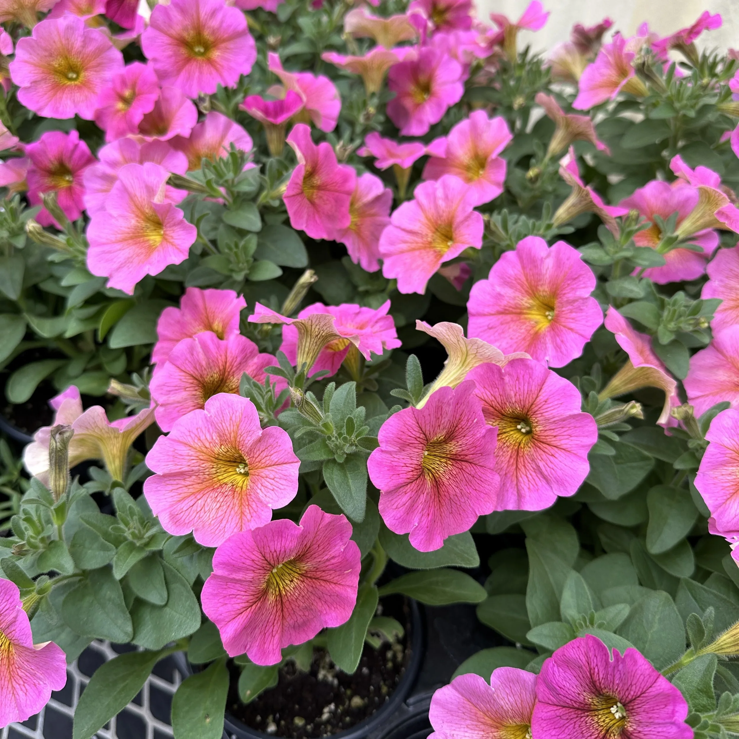 Pink and yellow petunias in a garden.