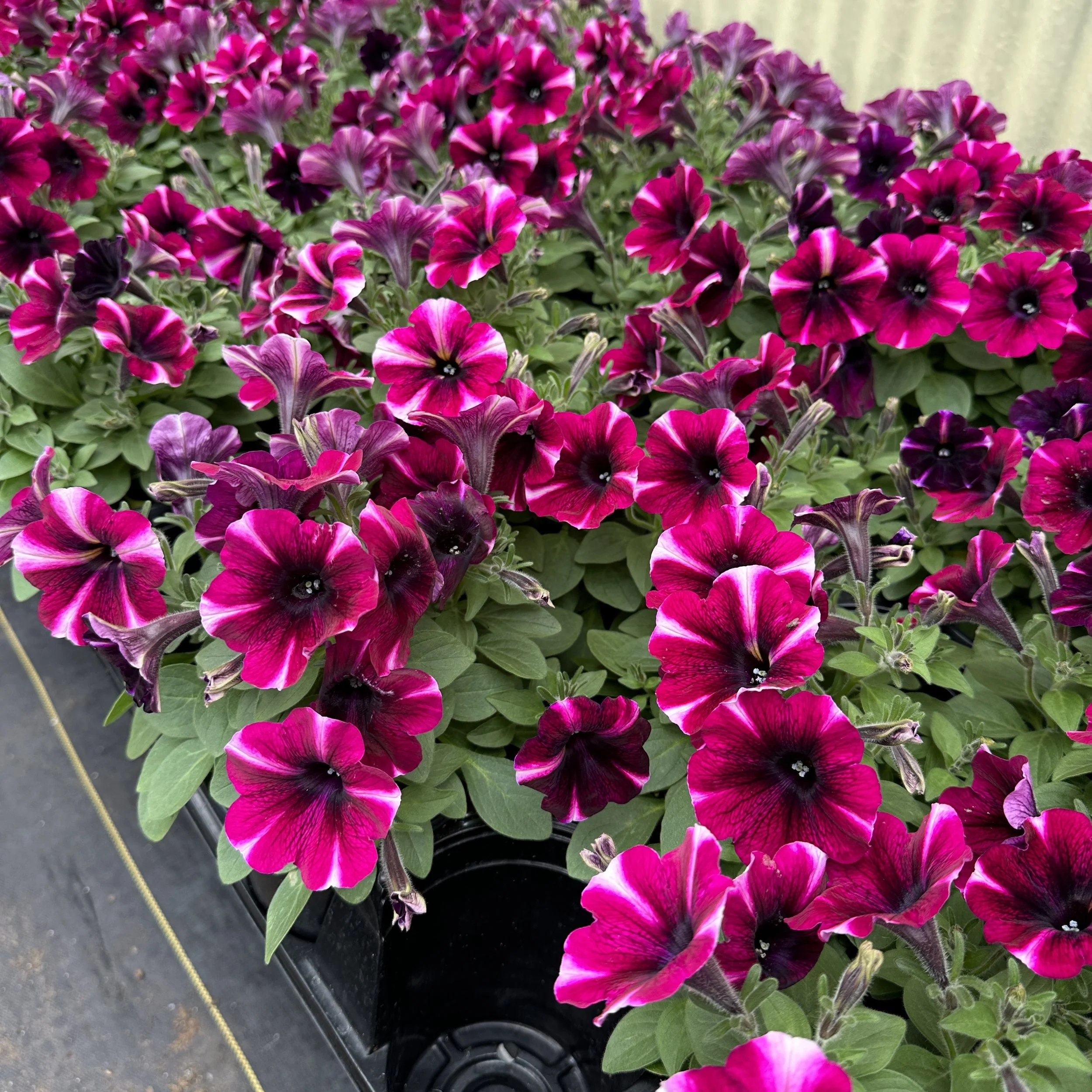 A group of vibrant pink and purple petunias with green foliage in a garden center.