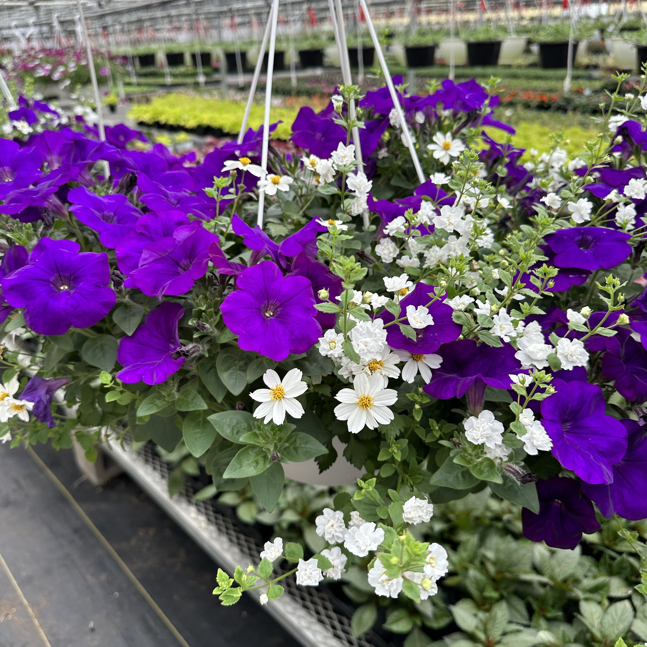 Purple and white flowers in hanging baskets at a garden center.