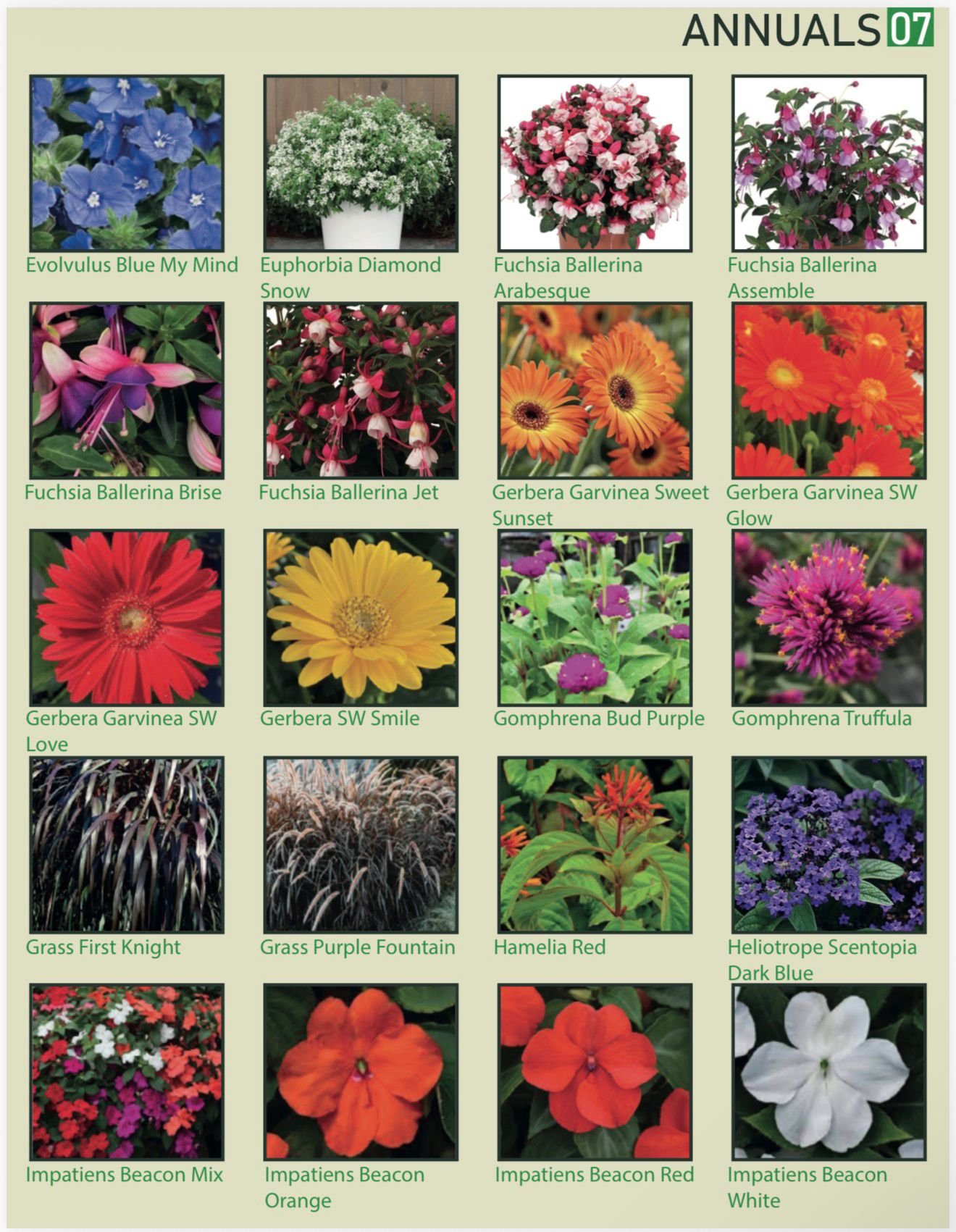 A collection of various annual flowers, labeled with their names, including Evolvulus Blue My Mind, Euphorbia Diamond Snow, Fuchsia Ballerina Arabesque, Fuchsia Ballerina Assemble, Fuchsia Ballerina Brise, Fuchsia Ballerina Jet, Gerbera Garvinea Swee