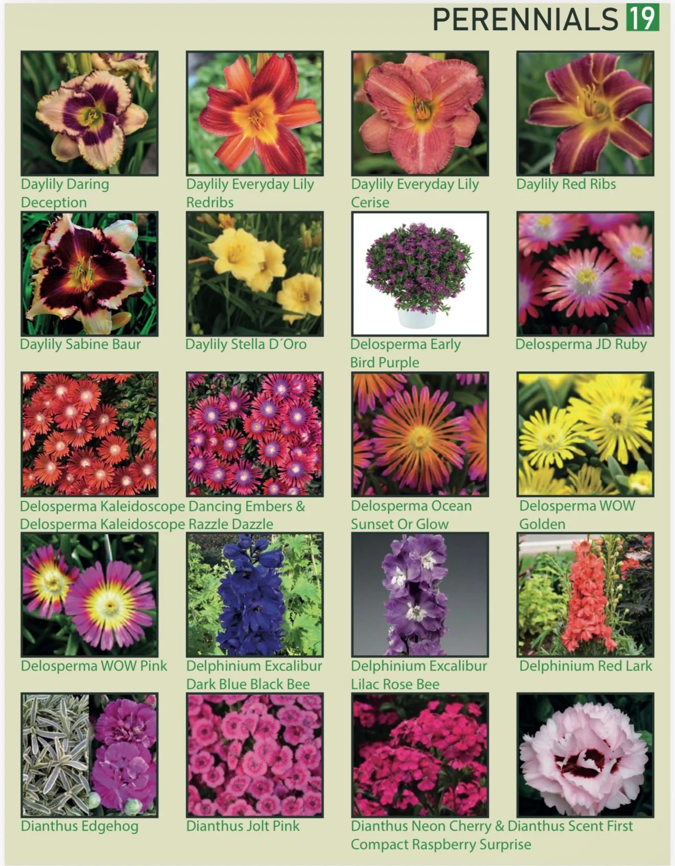 A plant chart titled "PERENNIALS 19" featuring photographs of various perennial flowers. The flowers include Daylily Daring Deception, Daylily Everyday Lily Redribs, Daylily Everyday Lily Cerise, Daylily Red Ribs, Daylily Sabine Baur, Daylily Stella 
