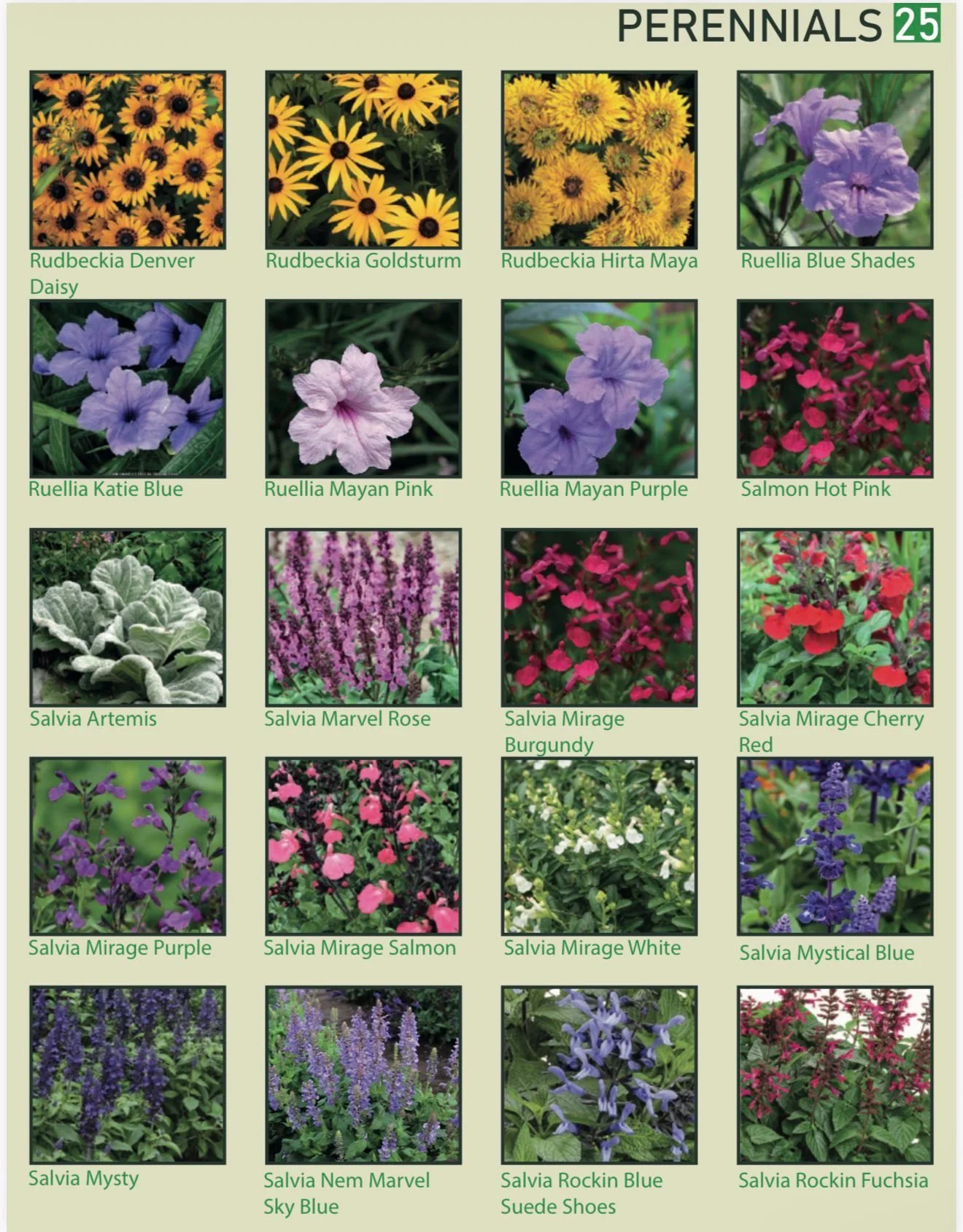 A chart of perennial flowers with 20 different types, each shown with a picture and labeled with their names, including Rudbeckia Denver Daisy, Rudbeckia Goldsturm, Rudbeckia Hirta Maya, Ruellia Blue Shades, Ruellia Katie Blue, Ruellia Mayan Pink, Ru