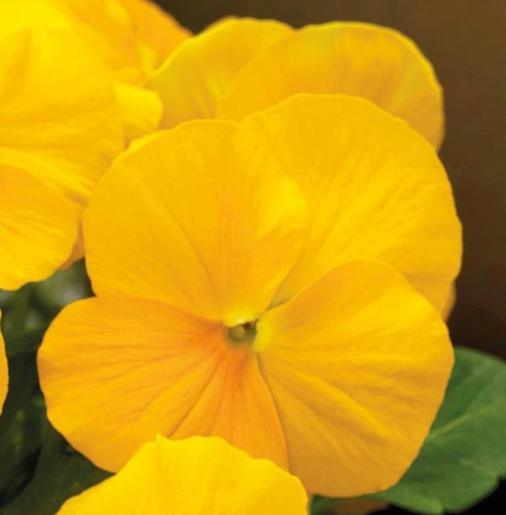 Viola ColorMax Yellow Clear.jpg