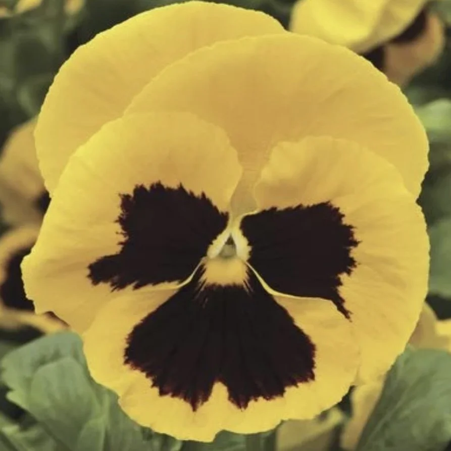 Pansy Colossus Yellow Blotch.jpg