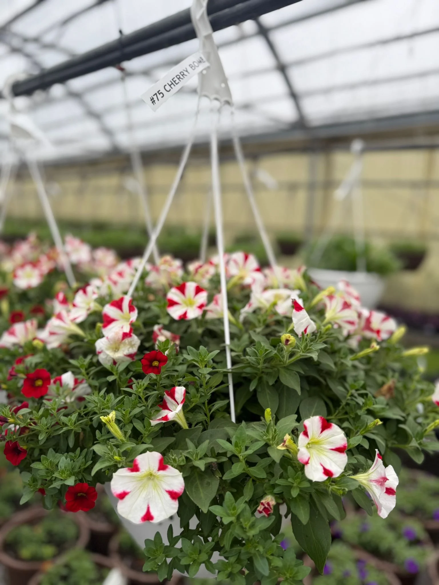 Hanging basket of pink and white petunias labeled #75 Cherry Bomb in a greenhouse.
