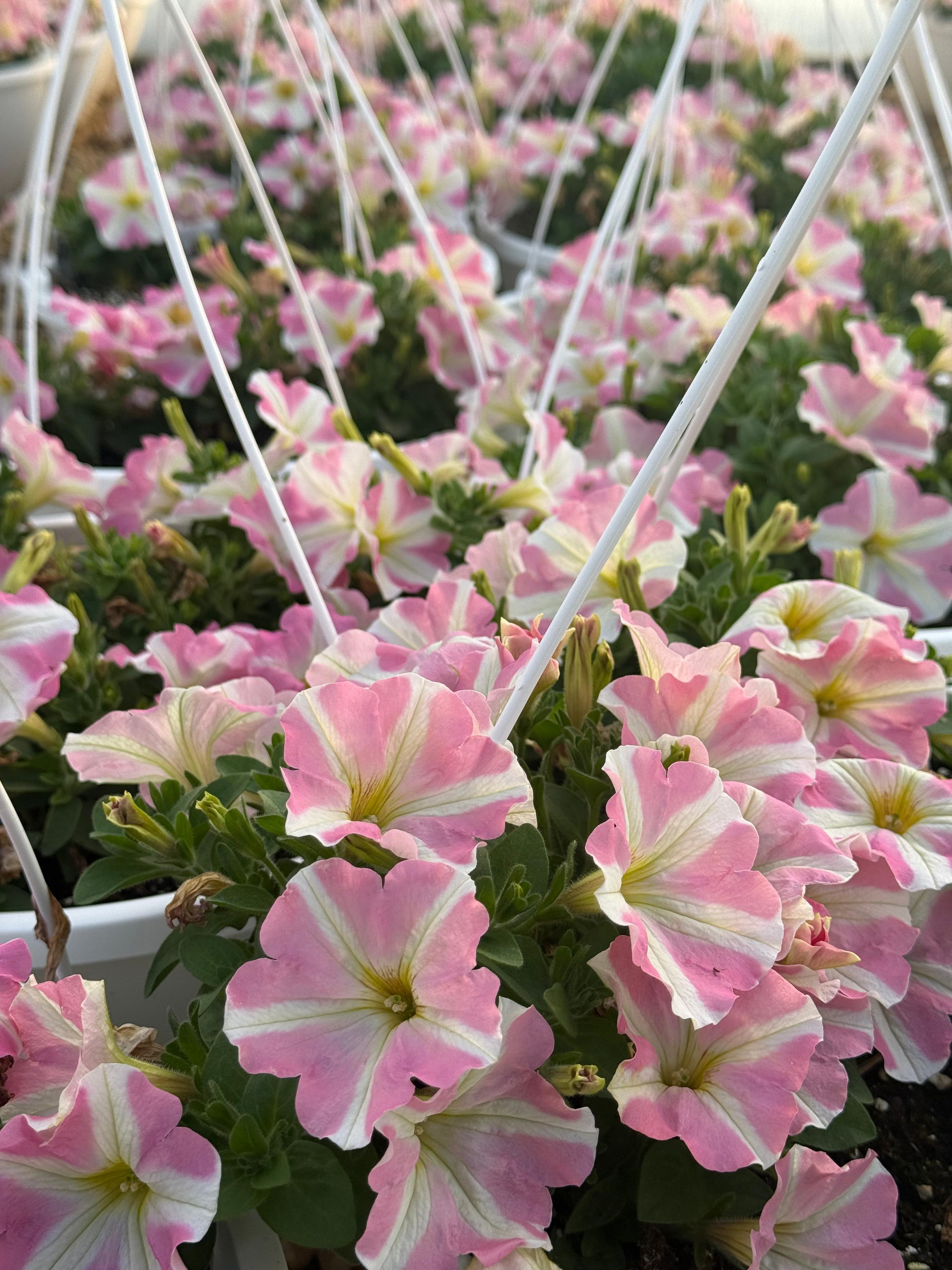 Pink and white petunias in a white hanging basket with white support rods.