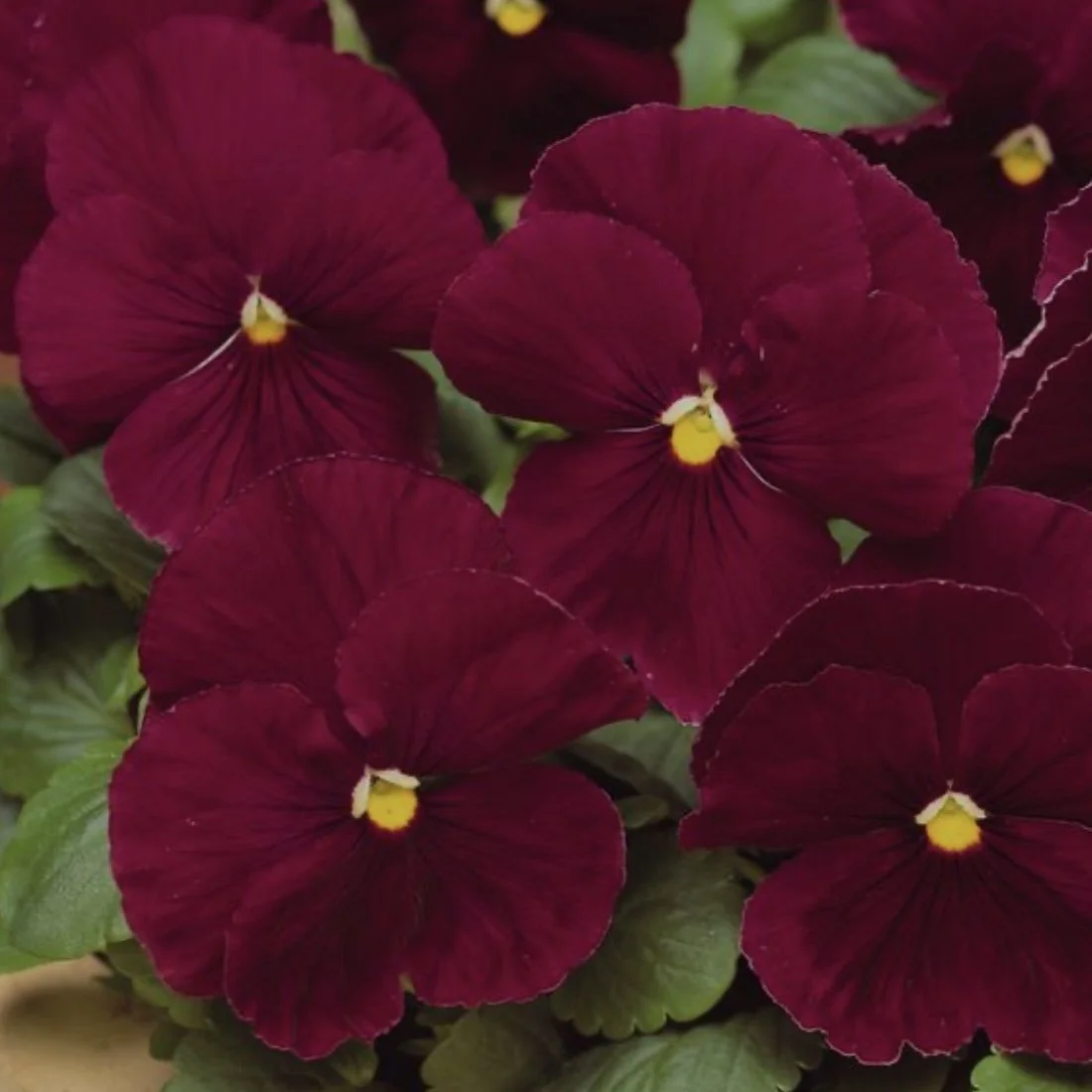 Pansy Matrix Pure Rose (1).jpg