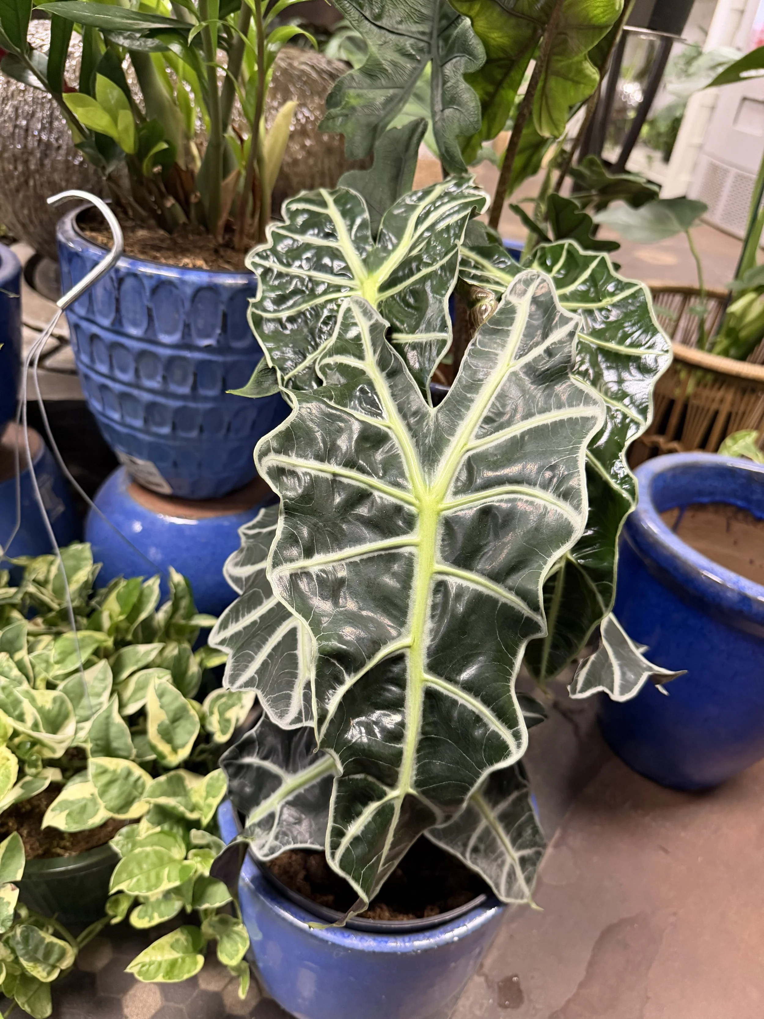 Green and variegated plants in blue pots, including an Alocasia with dark green leaves with white veins and white edges, on a tiled floor near a white wall.