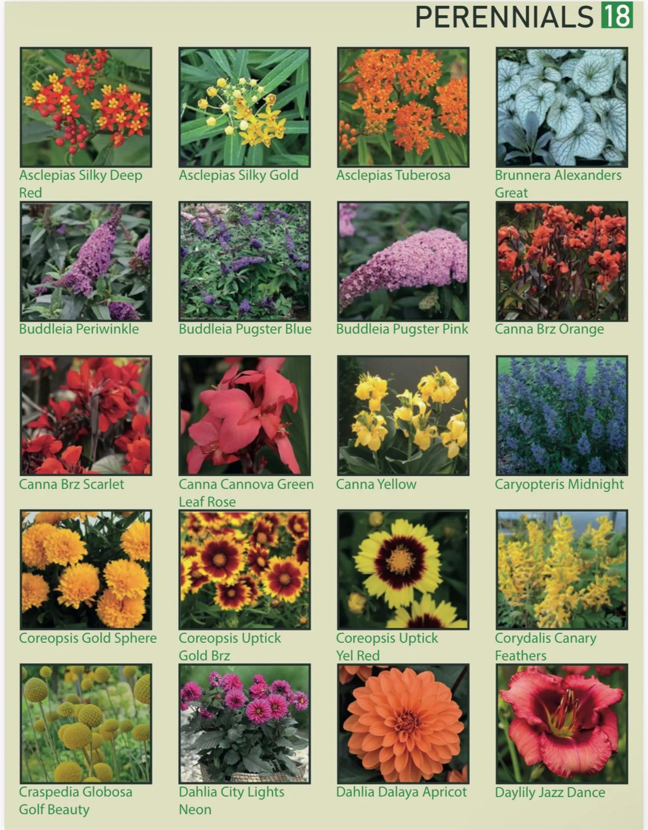 A collection of petals and flowers in various colors, shapes, and sizes, including orange, purple, yellow, and pink, labeled with names such as Asclepias Silky Deep Red, Asclepias Silky Gold, Asclepias Tuberosa, Brunnera Alexanders Great, Buddleia Pe