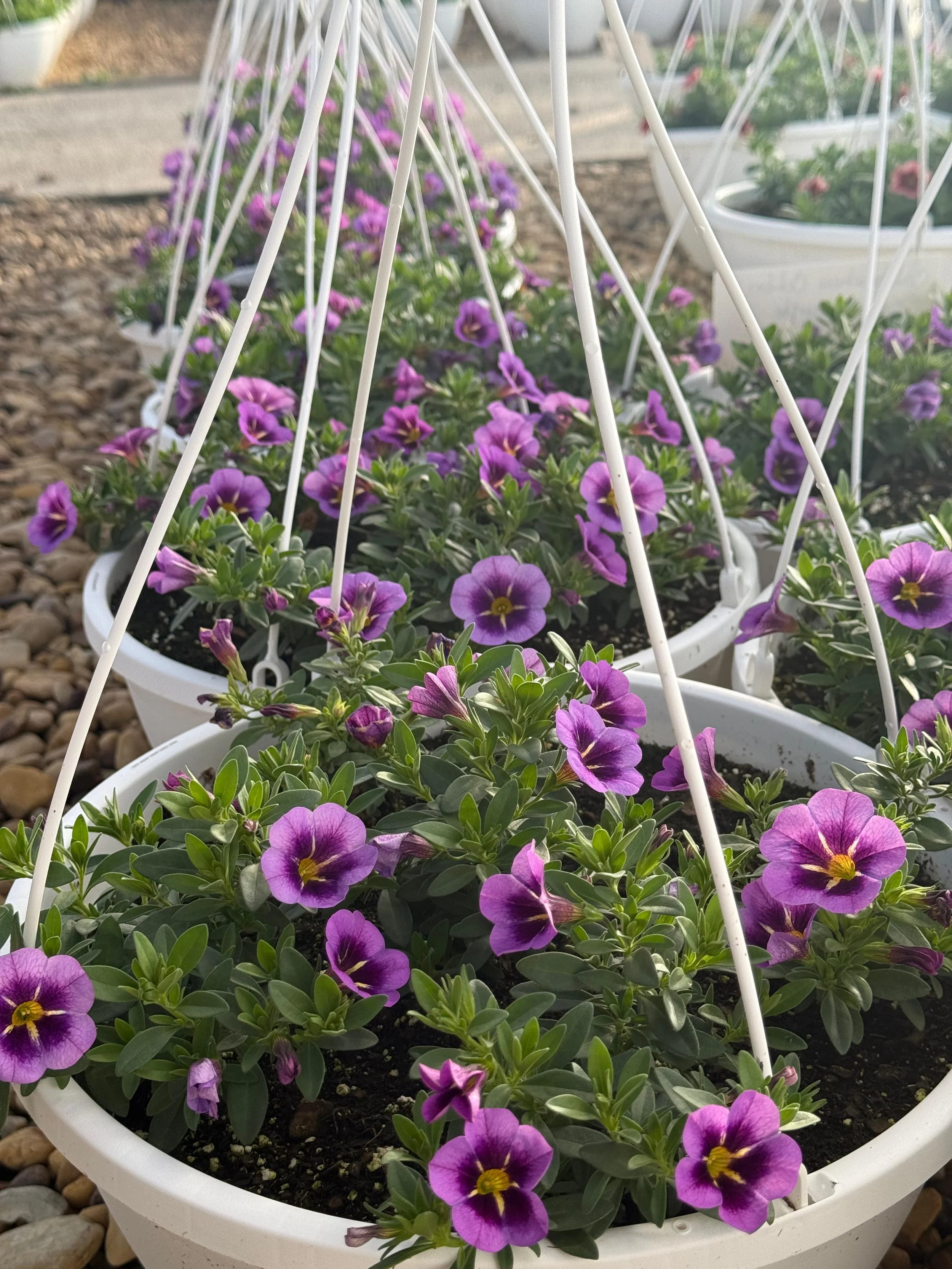 White hanging baskets filled with purple and yellow flowers arranged outdoors on a gravel surface.