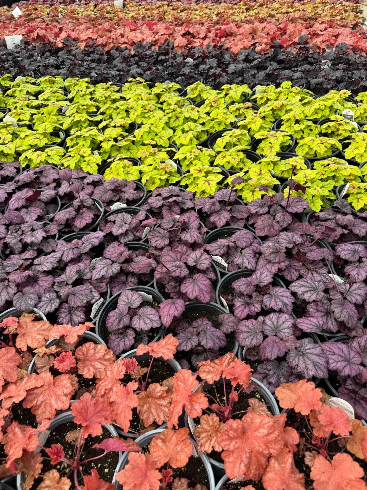 Colorful rows of potted plants with vibrant leaves in shades of green, purple, and orange, arranged in a garden center.