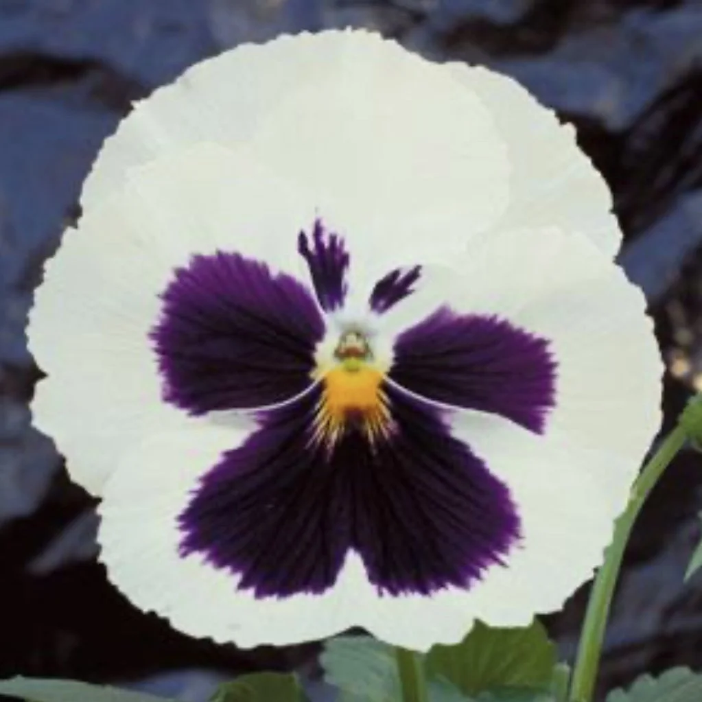 Pansy MGII White Blotch.jpg