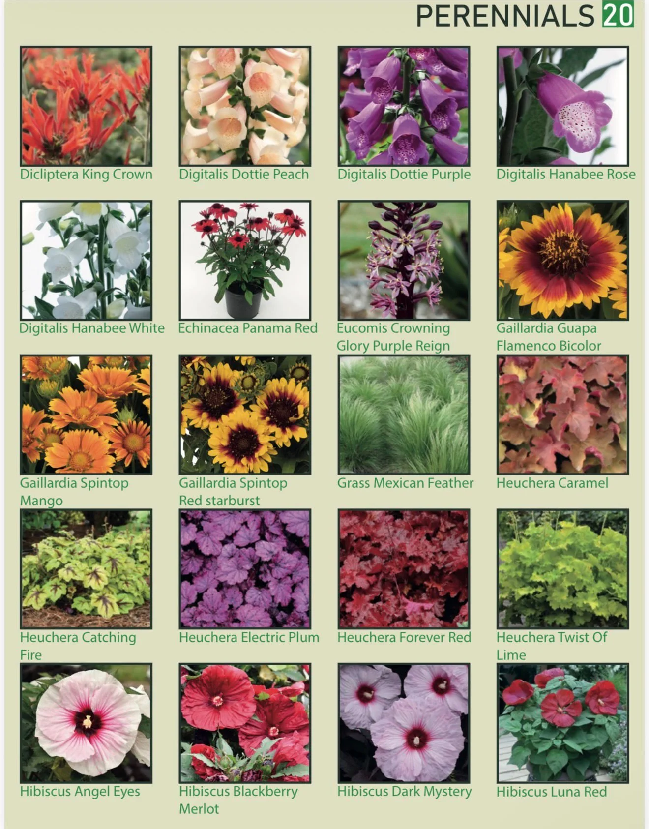 A display of various perennial flowers with their names, including Dicliterpa King Crown, Digitalis Dottie Peach, Digitalis Dottie Purple, Digitalis Hanabee Rose, Digitalis Hanabee White, Echinacea Panama Red, Eucomis Crowning Glory Purple Reign, Gai