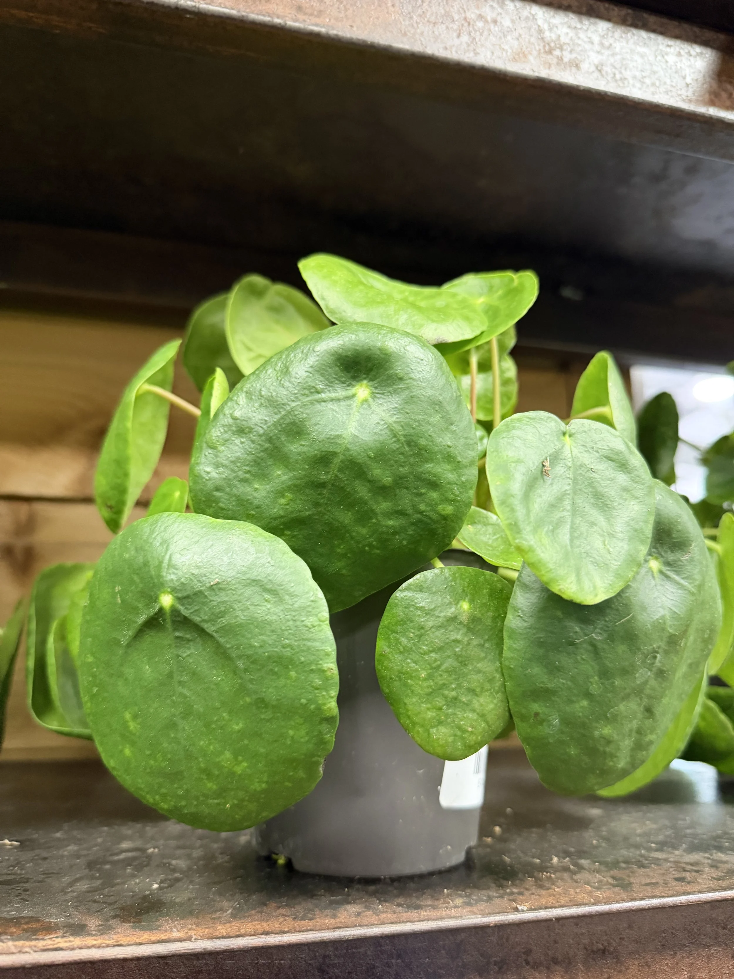 A close-up of a potted plant with green, heart-shaped leaves on a surface under a wooden shelf.