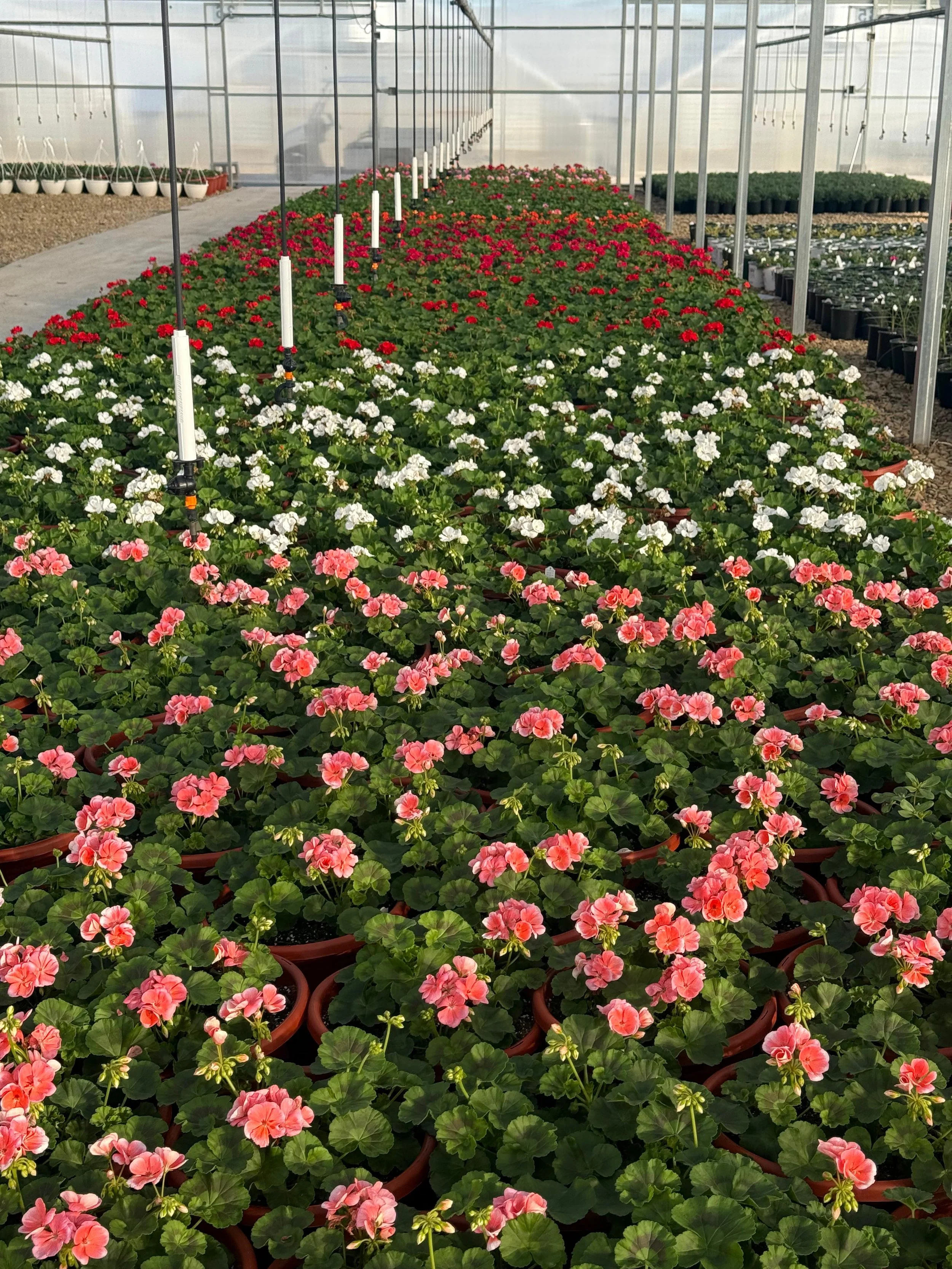 Inside a greenhouse, rows of pink, white, and red flowering plants in pots, with irrigation sprinklers above.