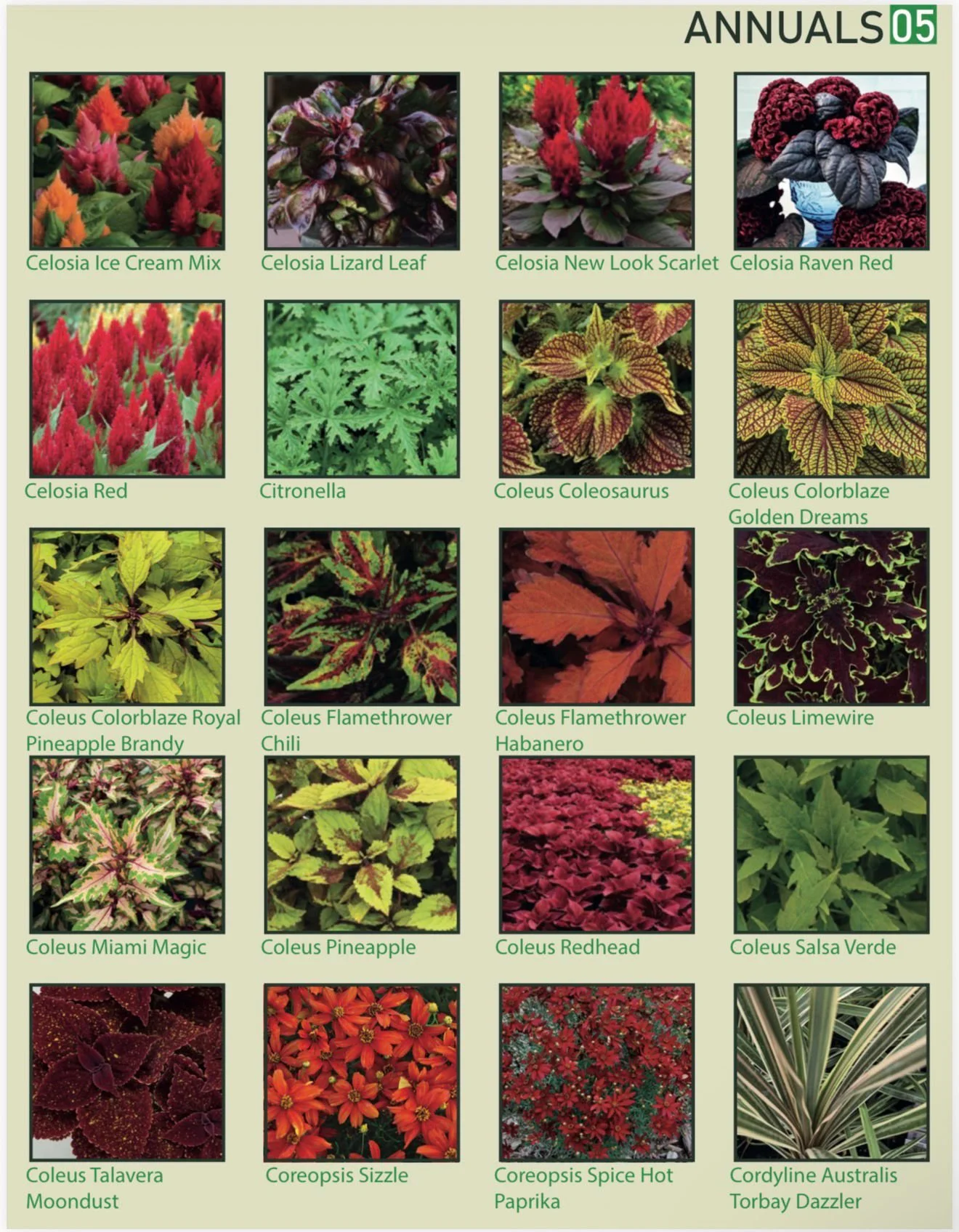Collection of images of various annual plants and flowers, including Celosia, Coleus, and Coreopsis, labeled with specific varieties.