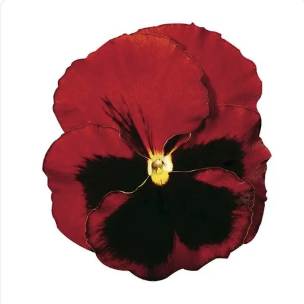 Pansy Colossus Red Blotch.jpg