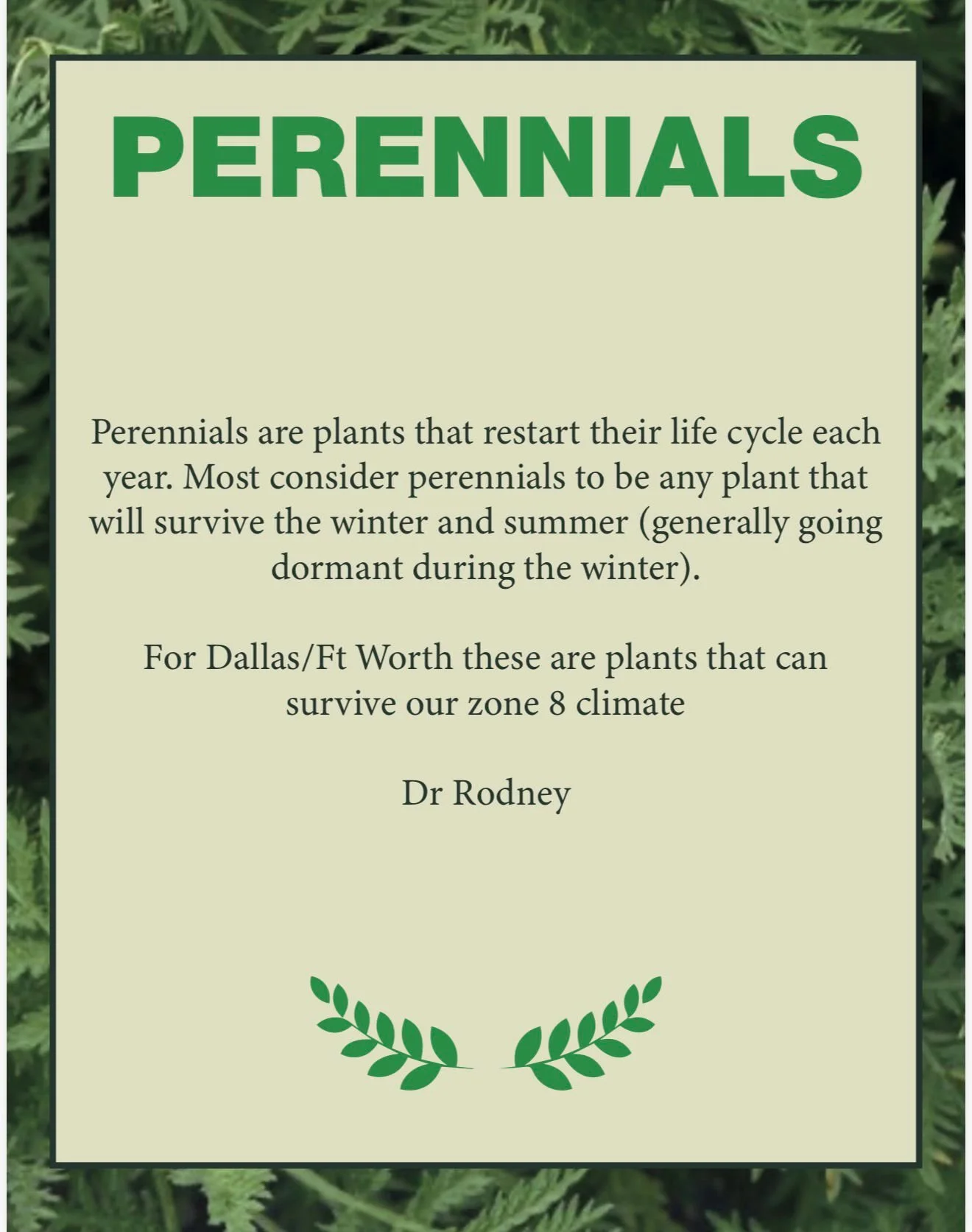 Information about perennials, explaining that they are plants that restart their life cycle each year and survive winter and summer, suitable for zone 8 climate in Dallas/Ft Worth. The card is signed by Dr. Rodney.