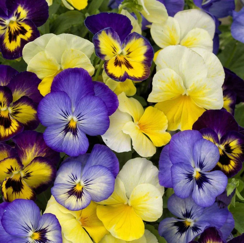Viola ColorMax Lemonberry Pie.jpg