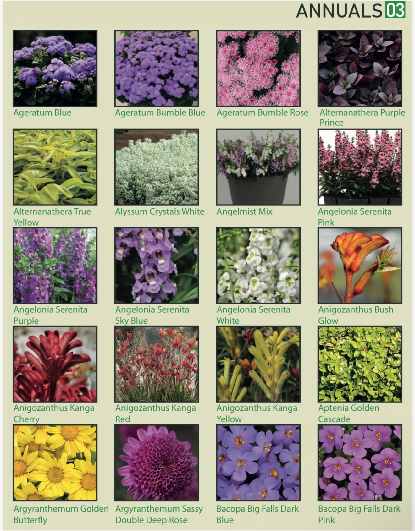 A chart of various annual flowers with 3 rows of images. The flowers include Ageratum Blue, Ageratum Bumble Blue, Ageratum Bumble Rose, Alternanthera Purple Prince, Alternanthera True Yellow, Alyssum Crystals White, Angelmist Mix, Angelonia Serenita 
