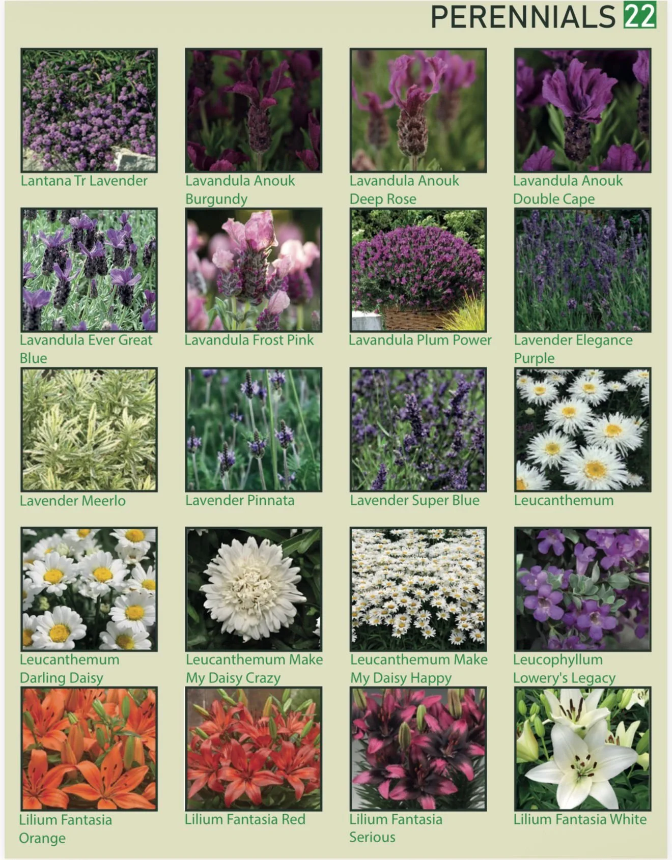 Page from a gardening catalog featuring various perennial flowers, including lavender, anemuk, lavender, daisies, lilies, and other purple and white flowering plants with their names listed.