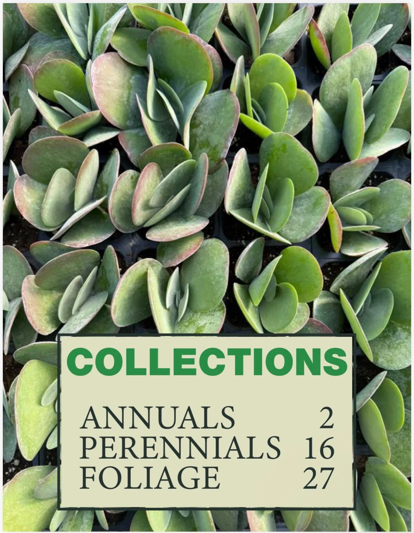 Close-up of green and purple succulent plants with a sign overlay listing collections for annuals, perennials, and foliage.