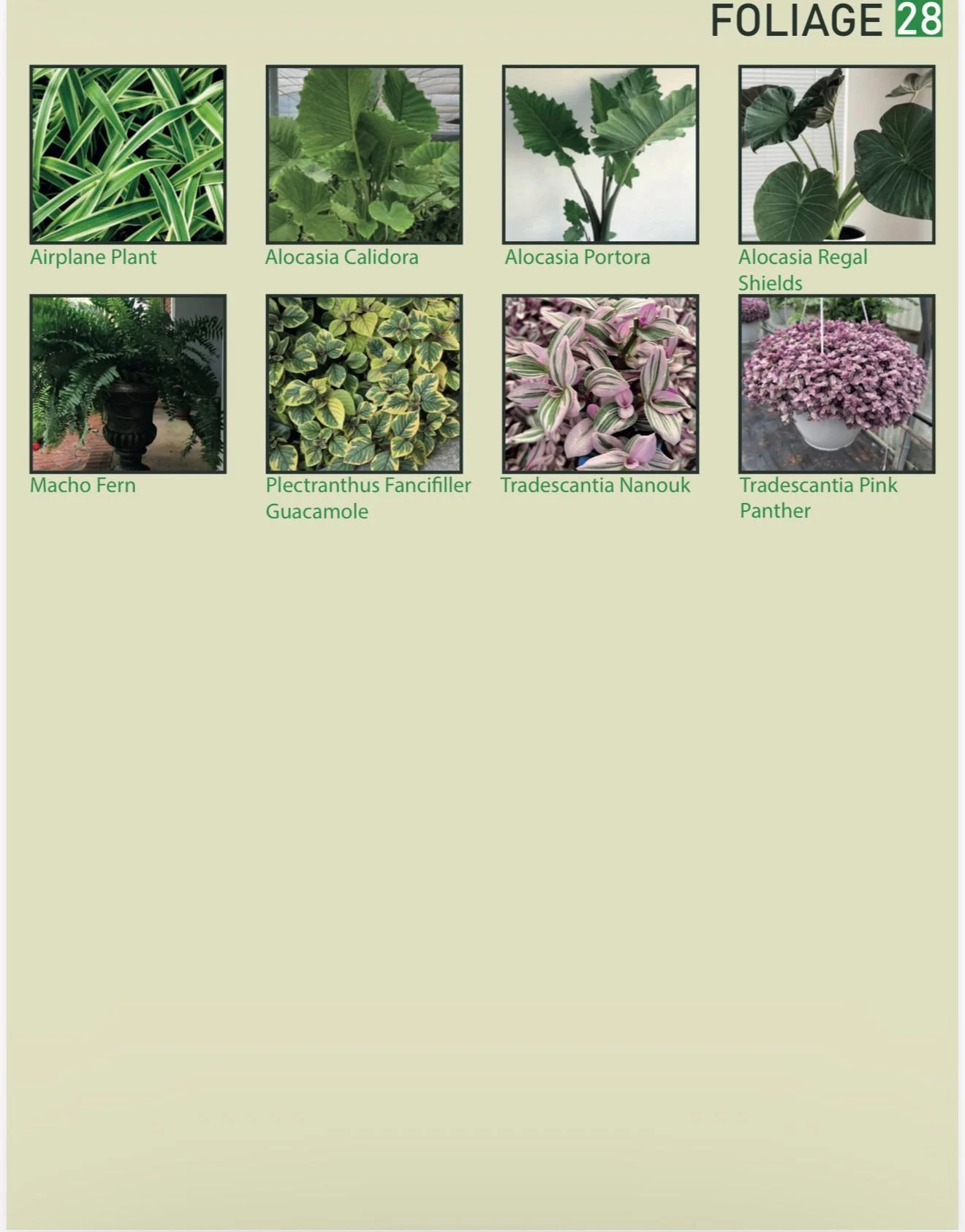 Gallery of various foliage plants including airplane plant, alocasia calidora, alocasia portora, alocasia regal shields, macho fern, plectranthus fancifiller guacamole, tradescantia nanouk, and tradescantia pink panther.