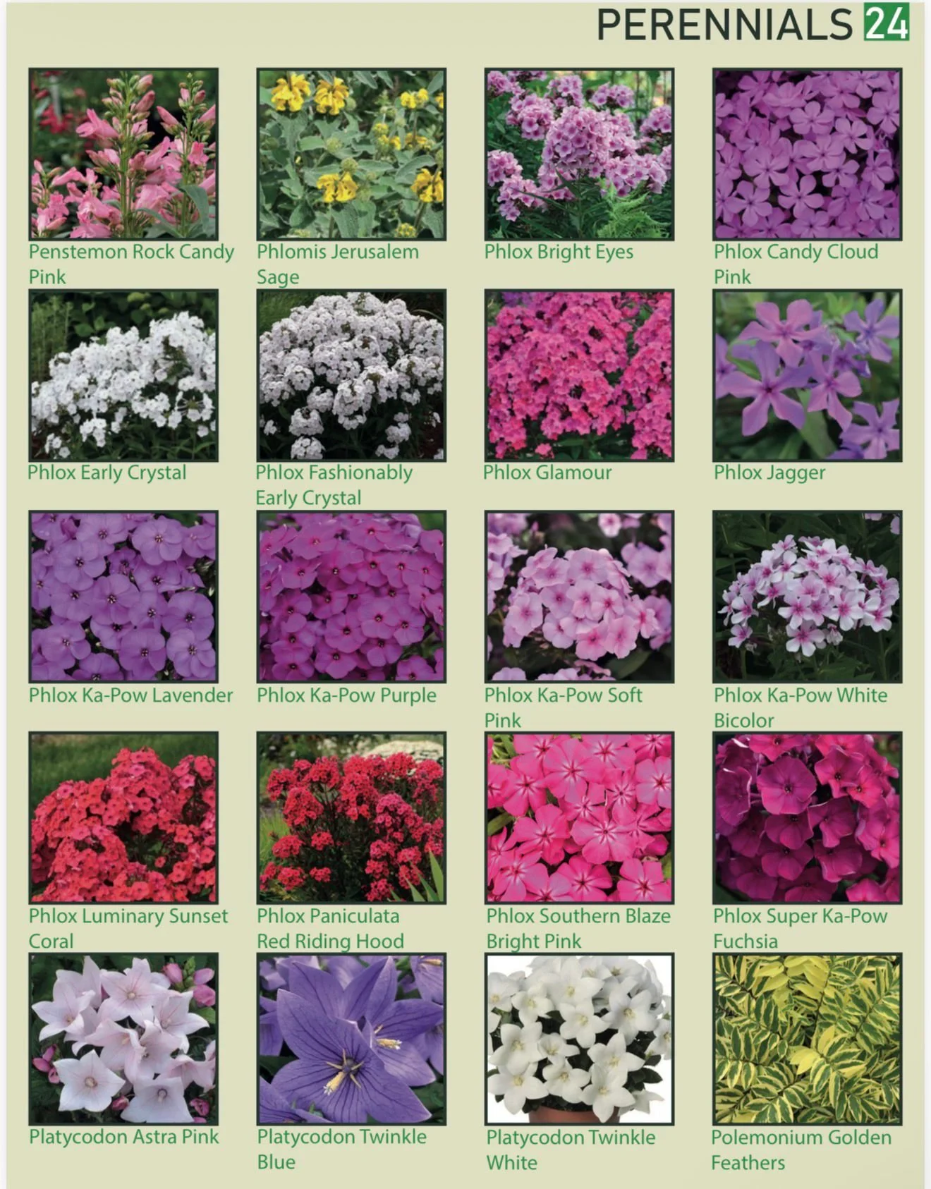 A plant chart displaying various perennial flowers, including Penstemon Rock Candy Pink, Phlomís Jerusalem Sage, Phlox Bright Eyes, Phlox Candy Cloud Pink, Phlox Early Crystal, Phlox Fashionably Early Crystal, Phlox Glamour, Phlox Jagger, Phlox Ka-Po