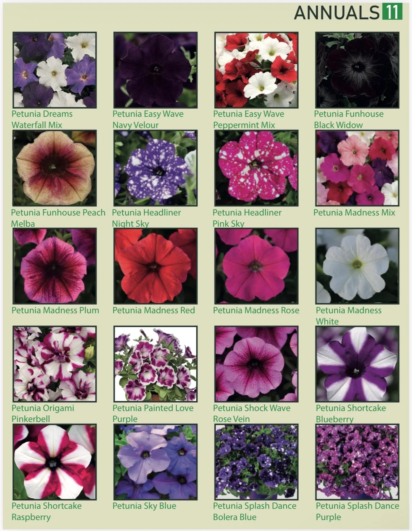 A chart displaying various types of petunia flowers with their names, including Petunia Dreams Waterfall Mix, Petunia Easy Wave Navy Velour, Petunia Easy Wave Peppermint Mix, Petunia Funhouse Black Widow, Petunia Funhouse Peach Melba, Petunia Headlin